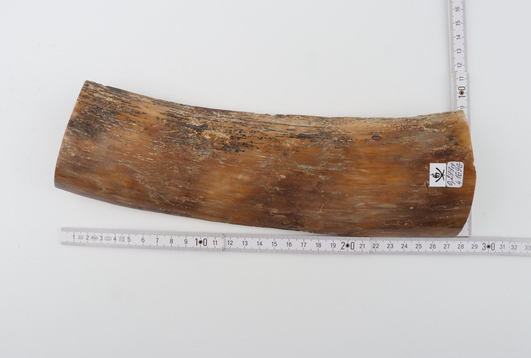Beige-brown mammoth bark