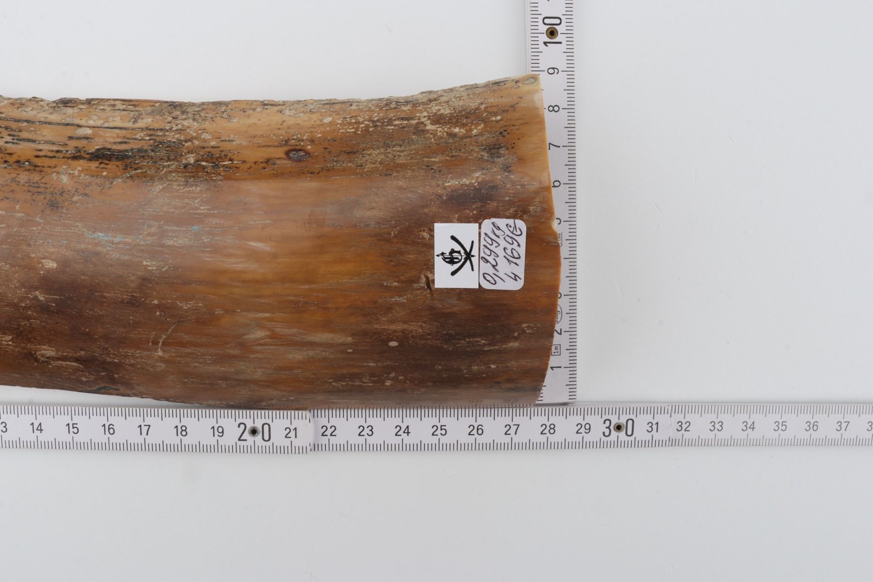 Beige-brown mammoth bark