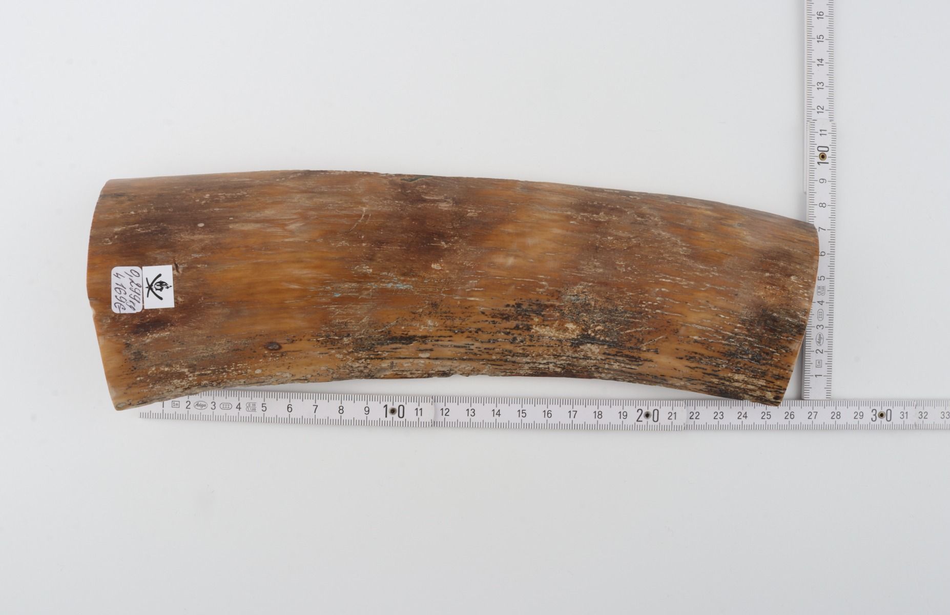 Beige-brown mammoth bark