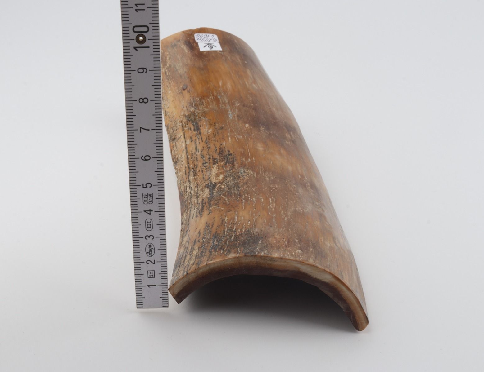 Beige-brown mammoth bark