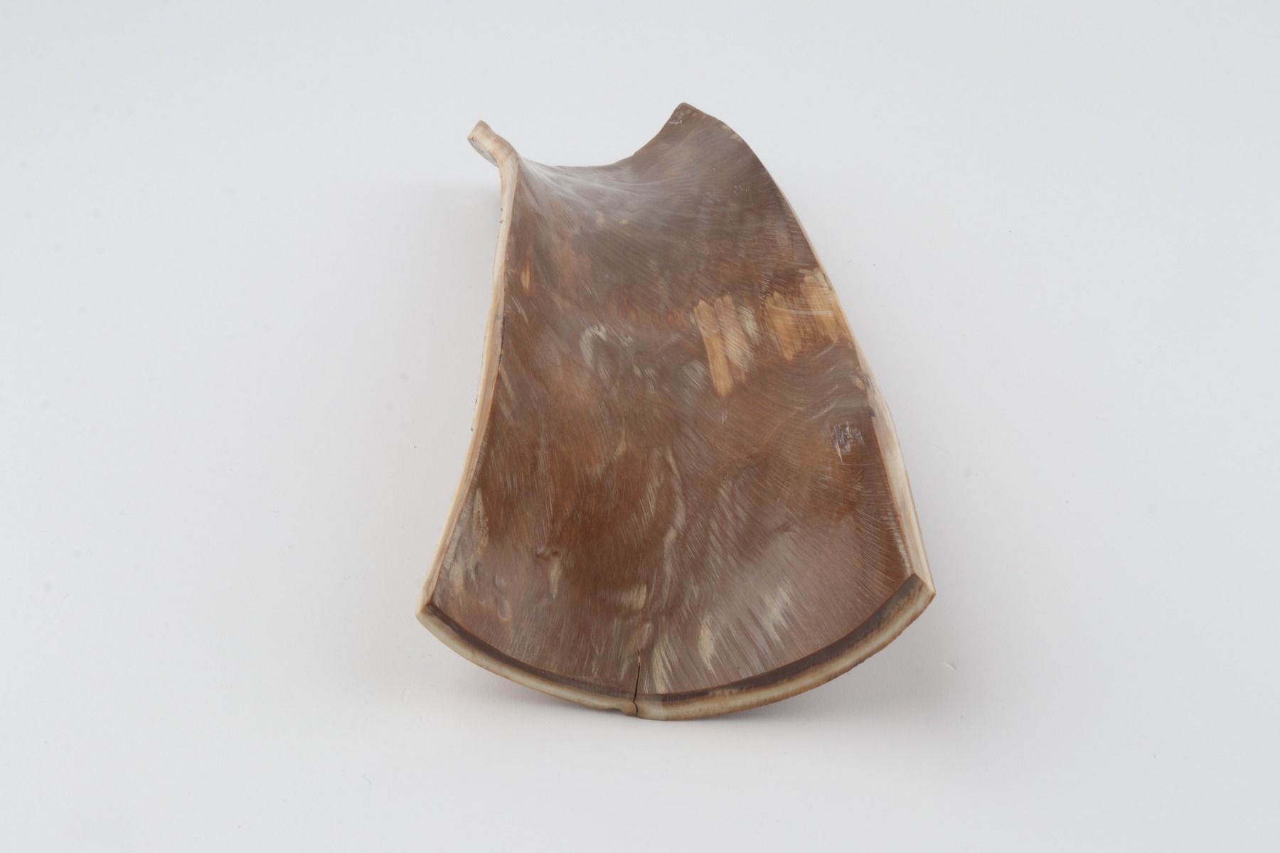 Beige-brown mammoth bark