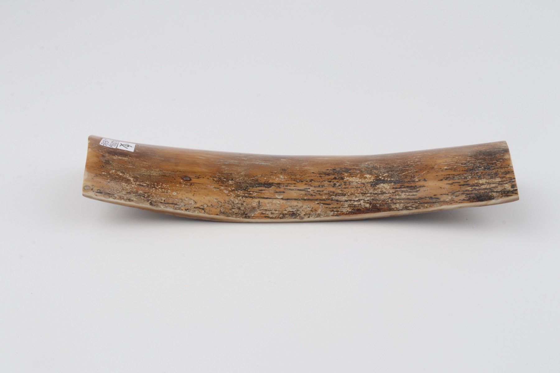 Beige-brown mammoth bark