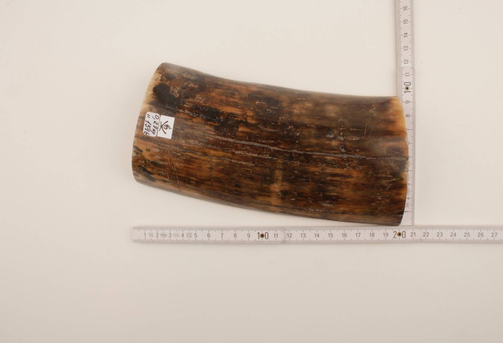 Brown mammoth bark 