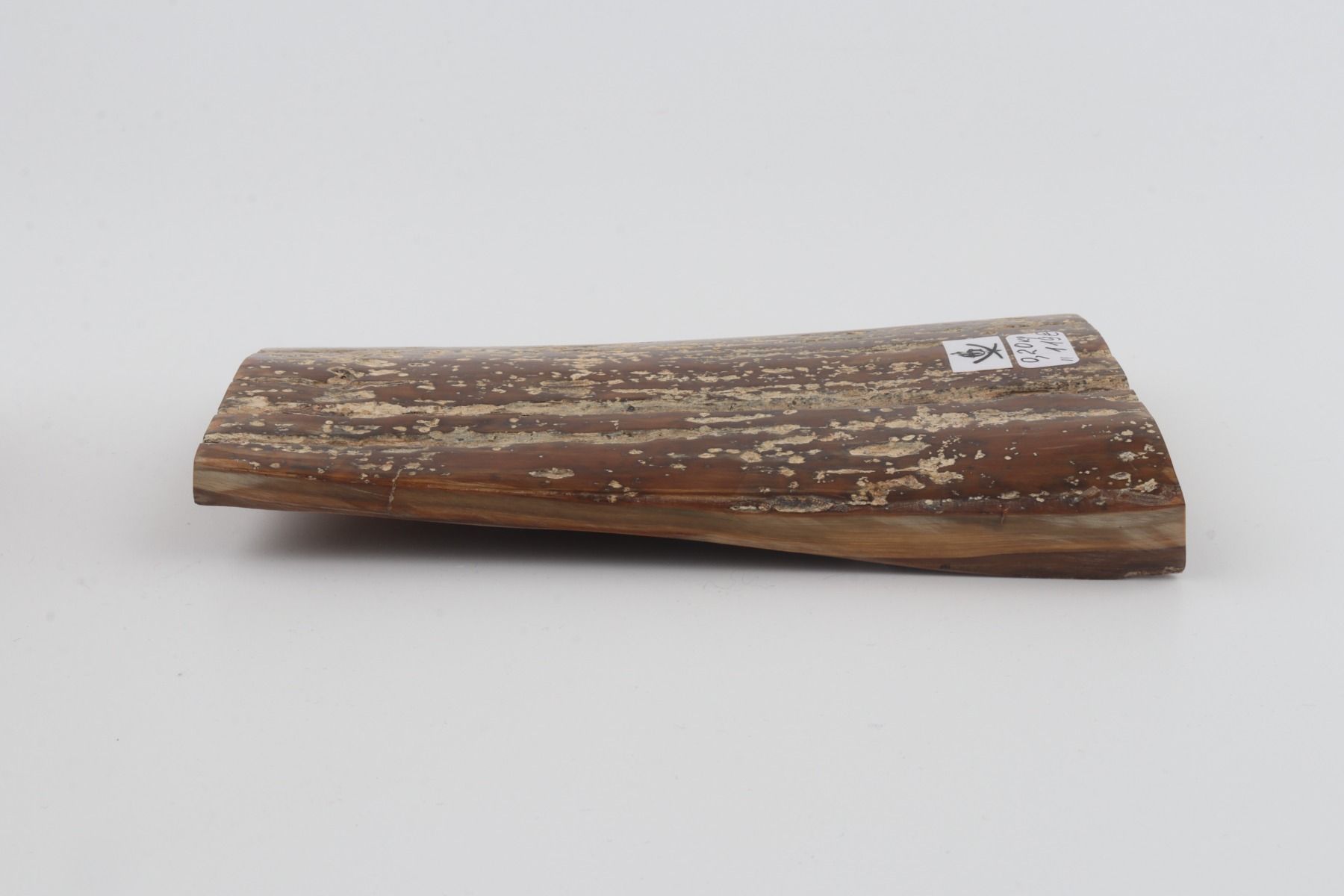 Brown mammoth bark