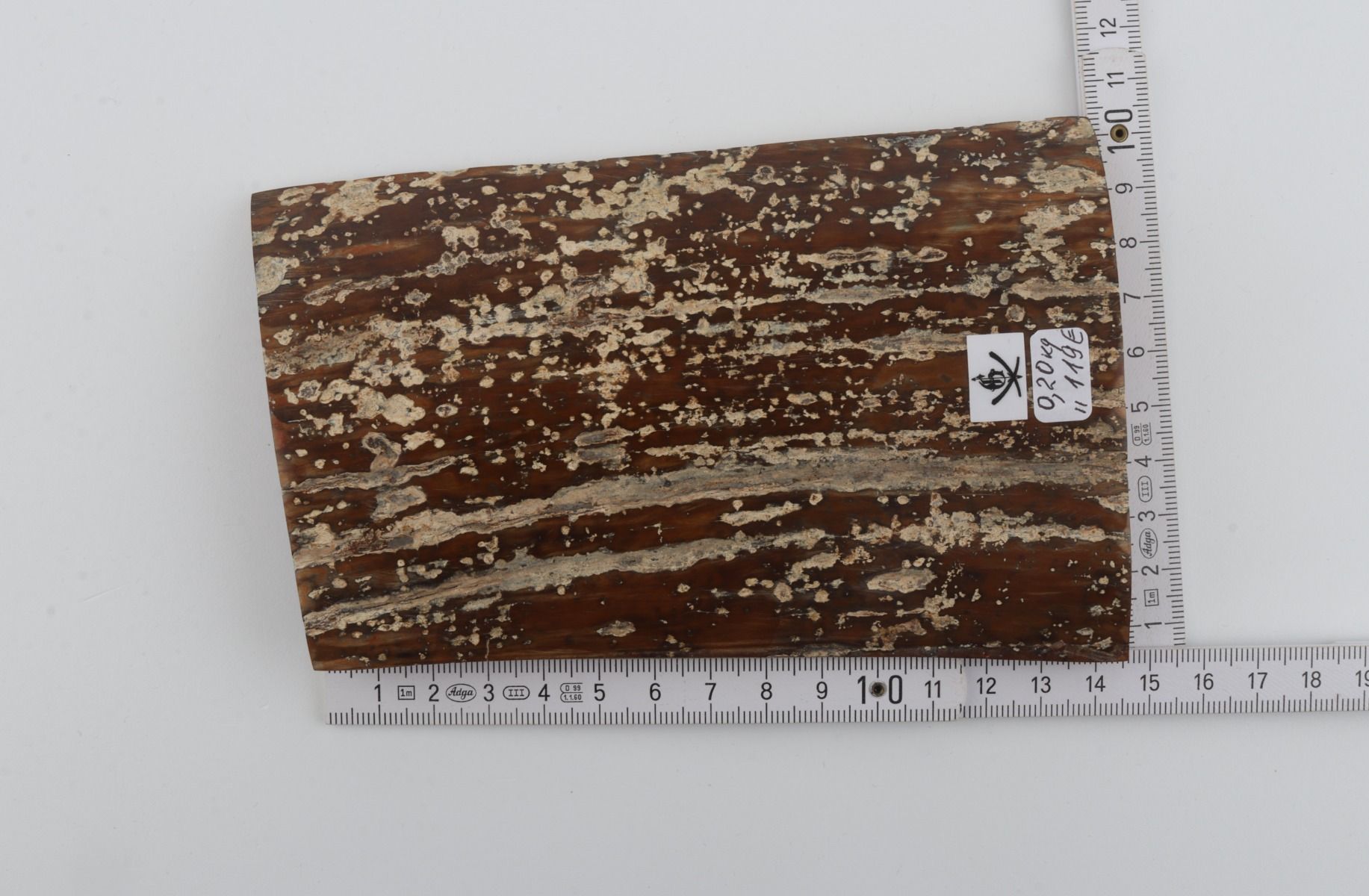 Brown mammoth bark