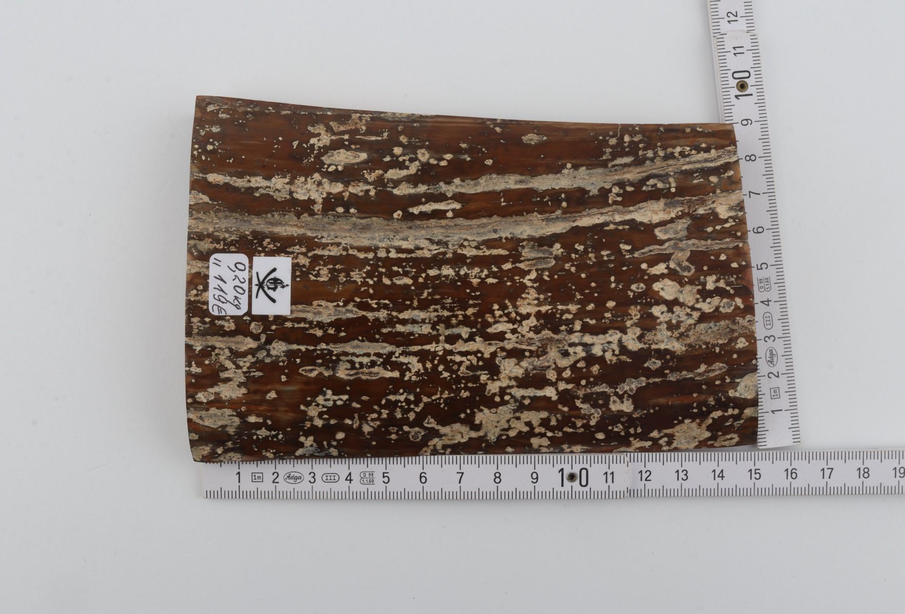 Brown mammoth bark