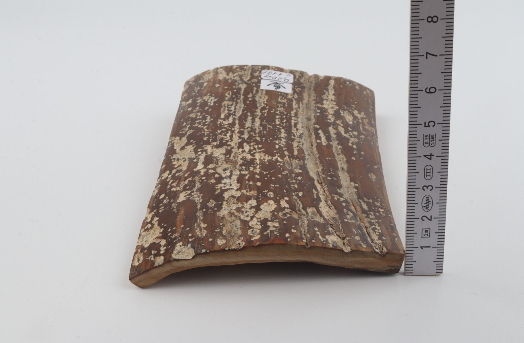 Brown mammoth bark
