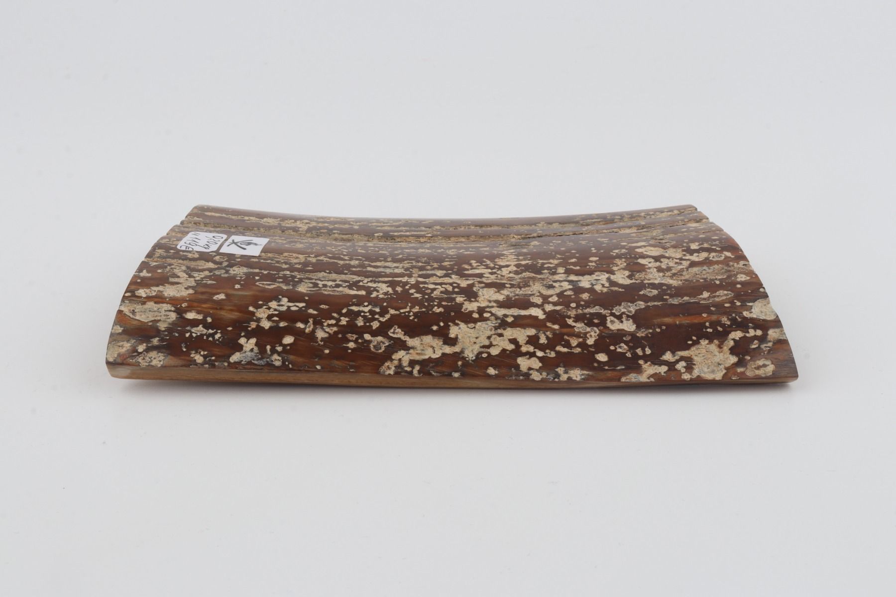 Brown mammoth bark