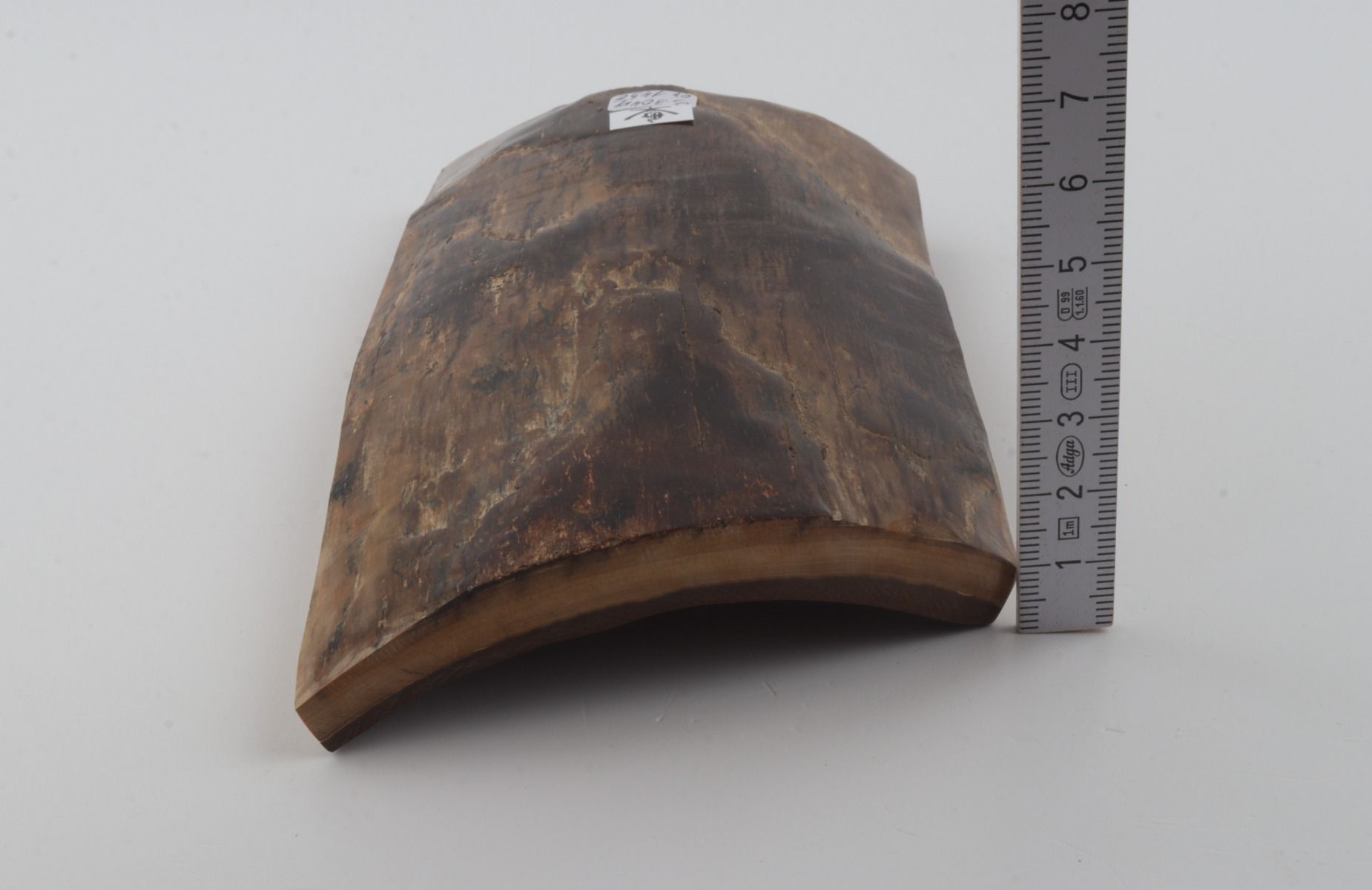 Brown mammoth bark