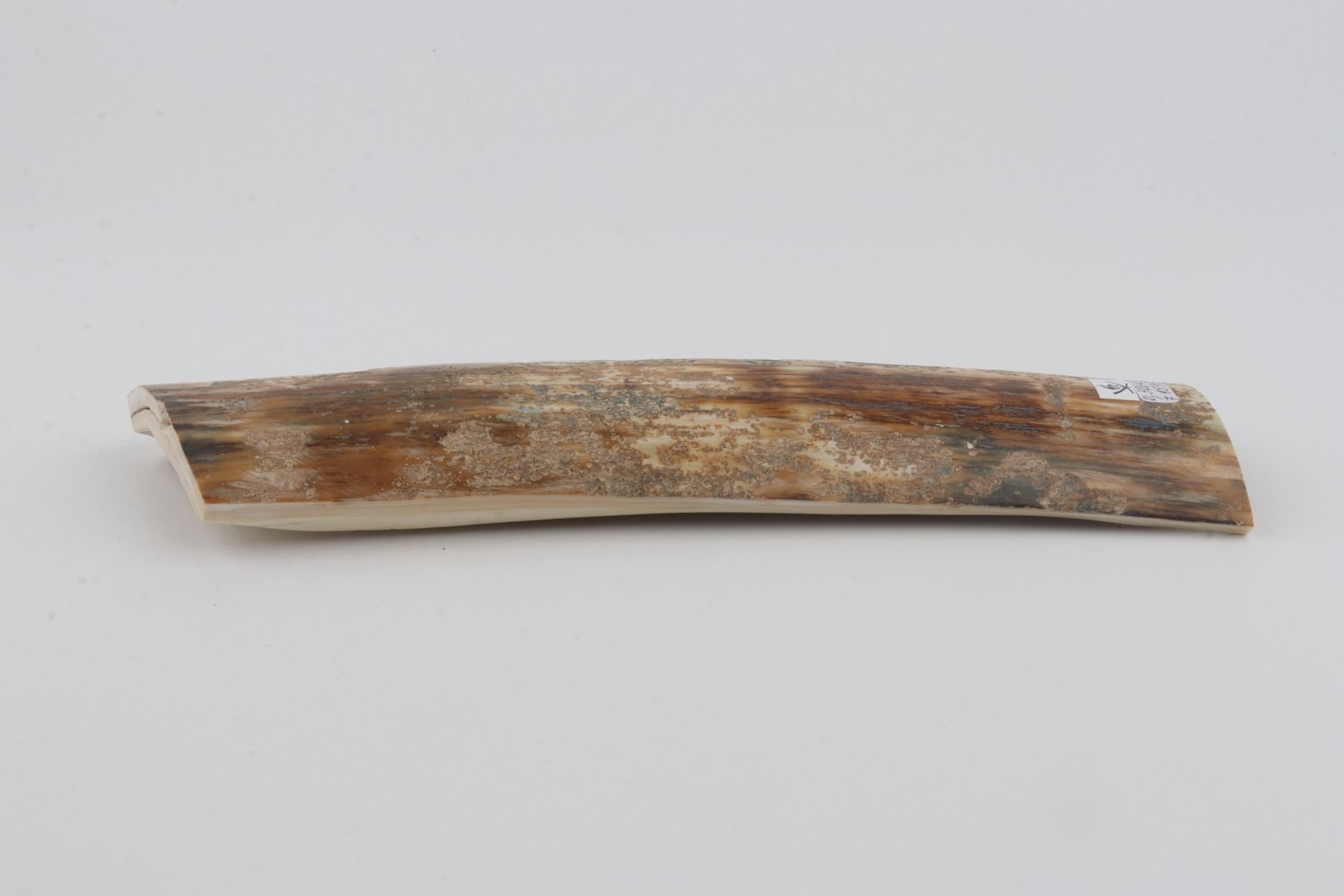 Natural mammoth bark