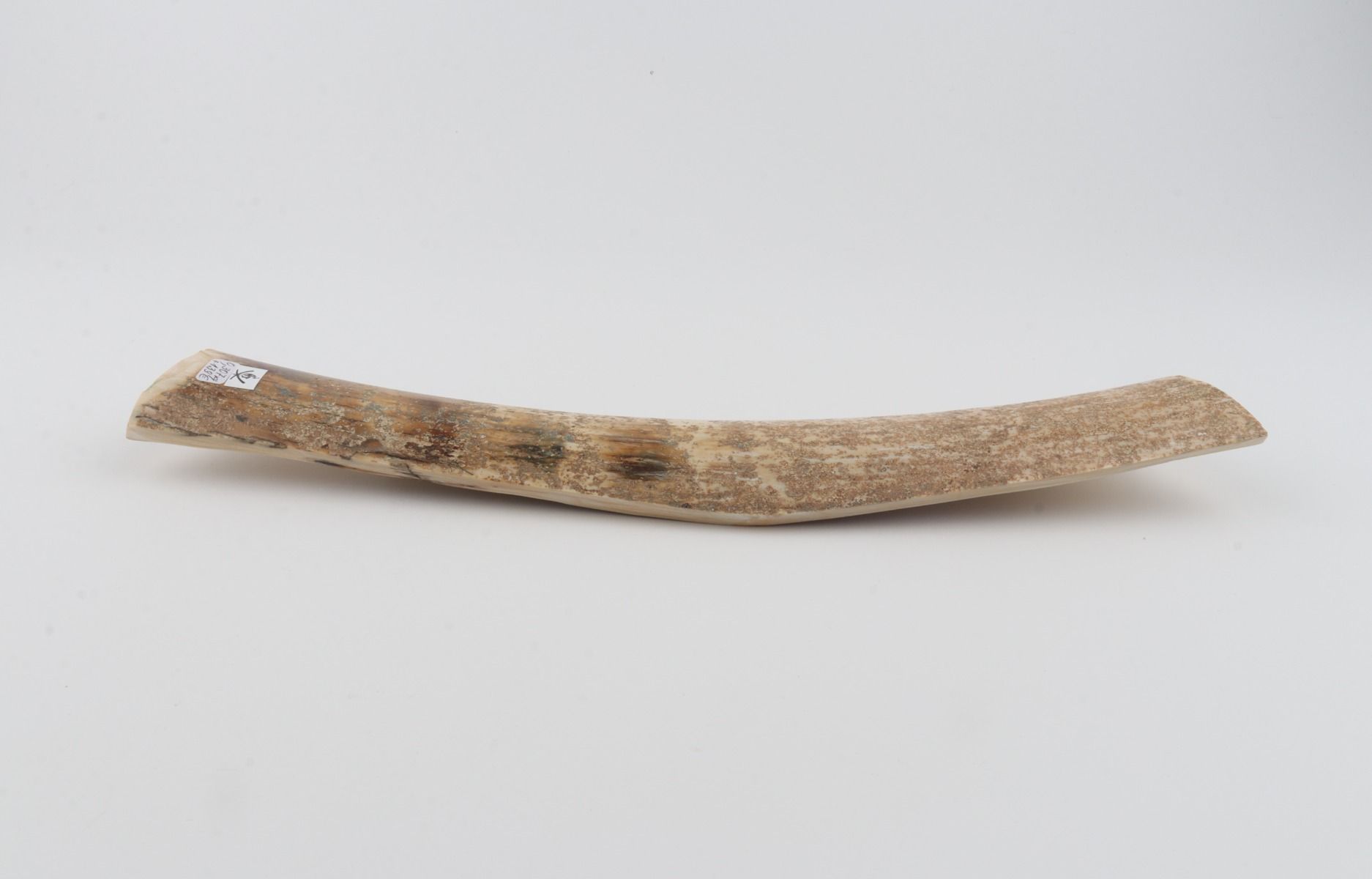 Beige mammoth bark 