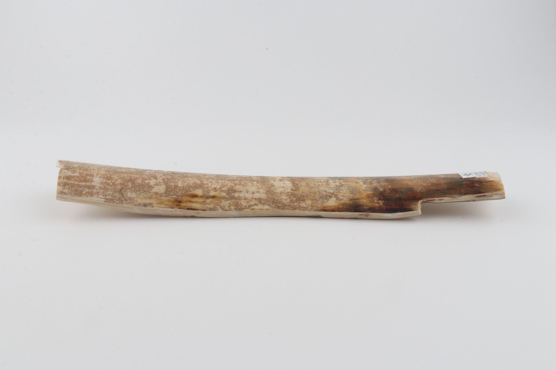 Beige mammoth bark 