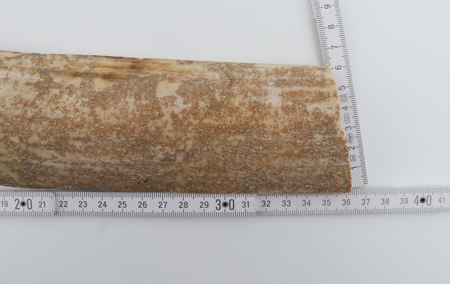 Beige mammoth bark 