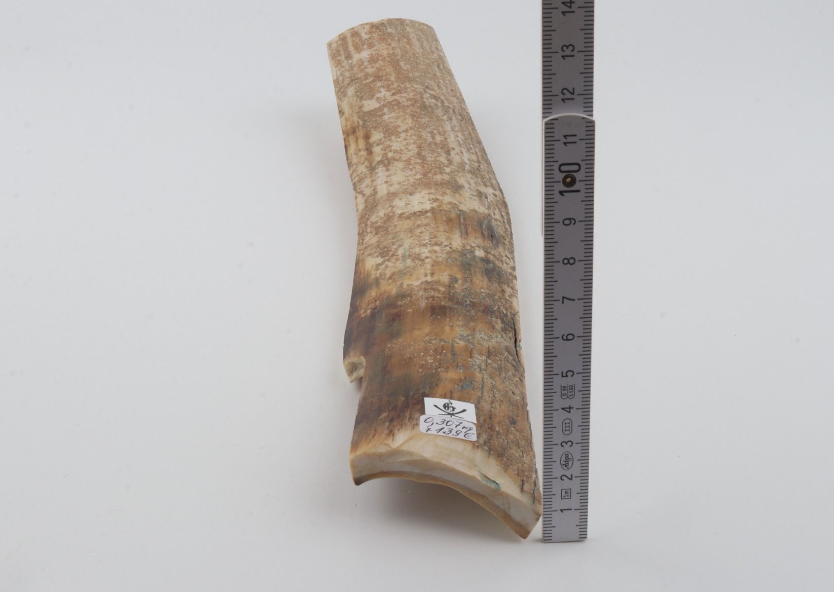 Beige mammoth bark 