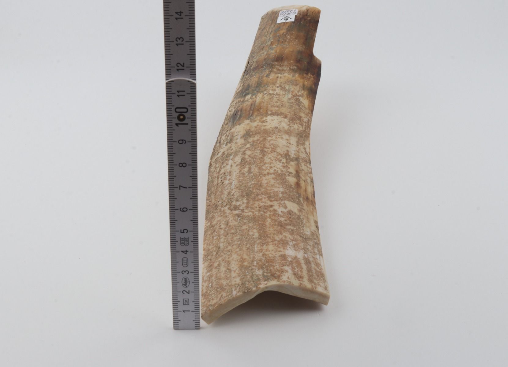 Beige mammoth bark 