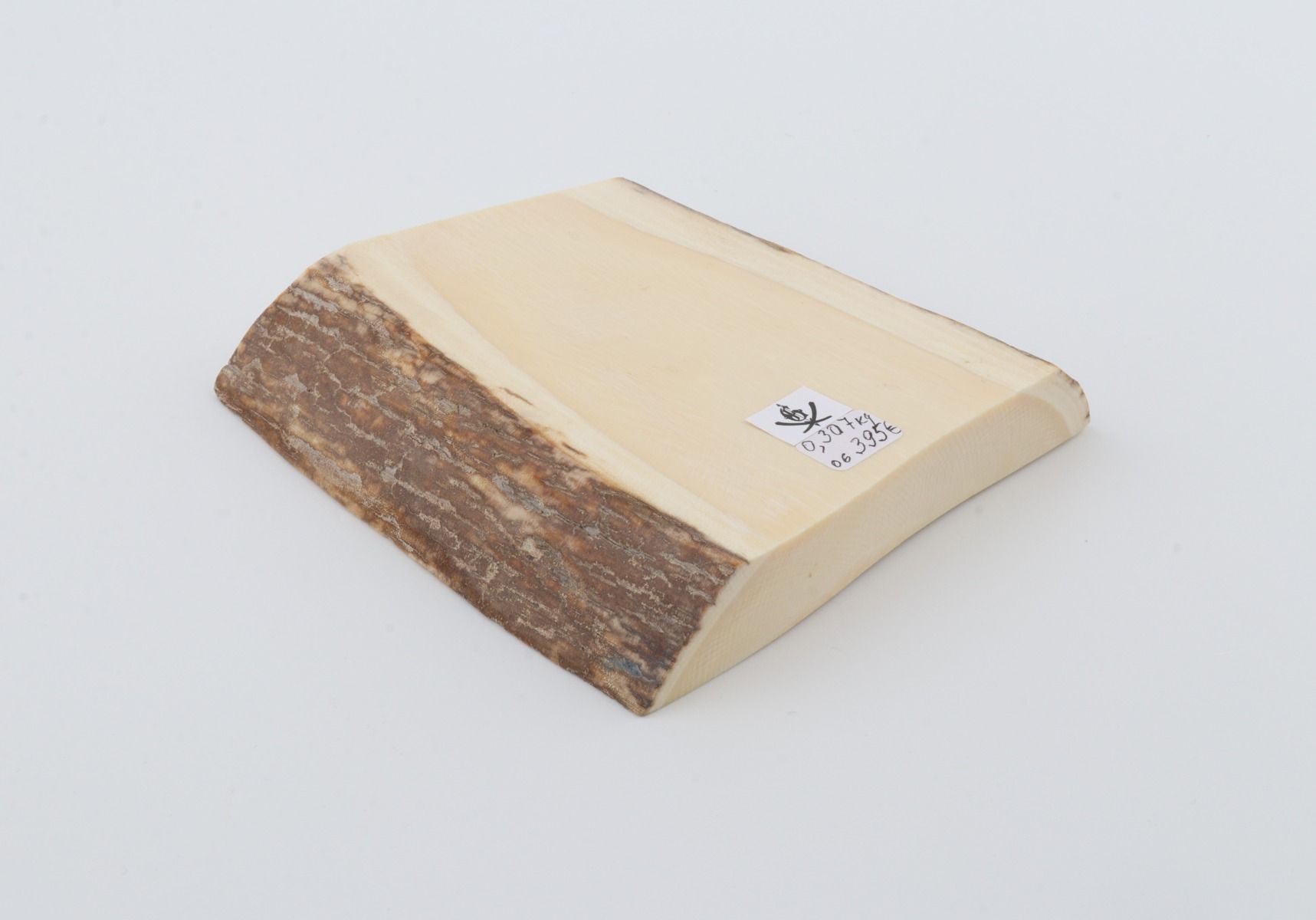 White mammoth ivory segment