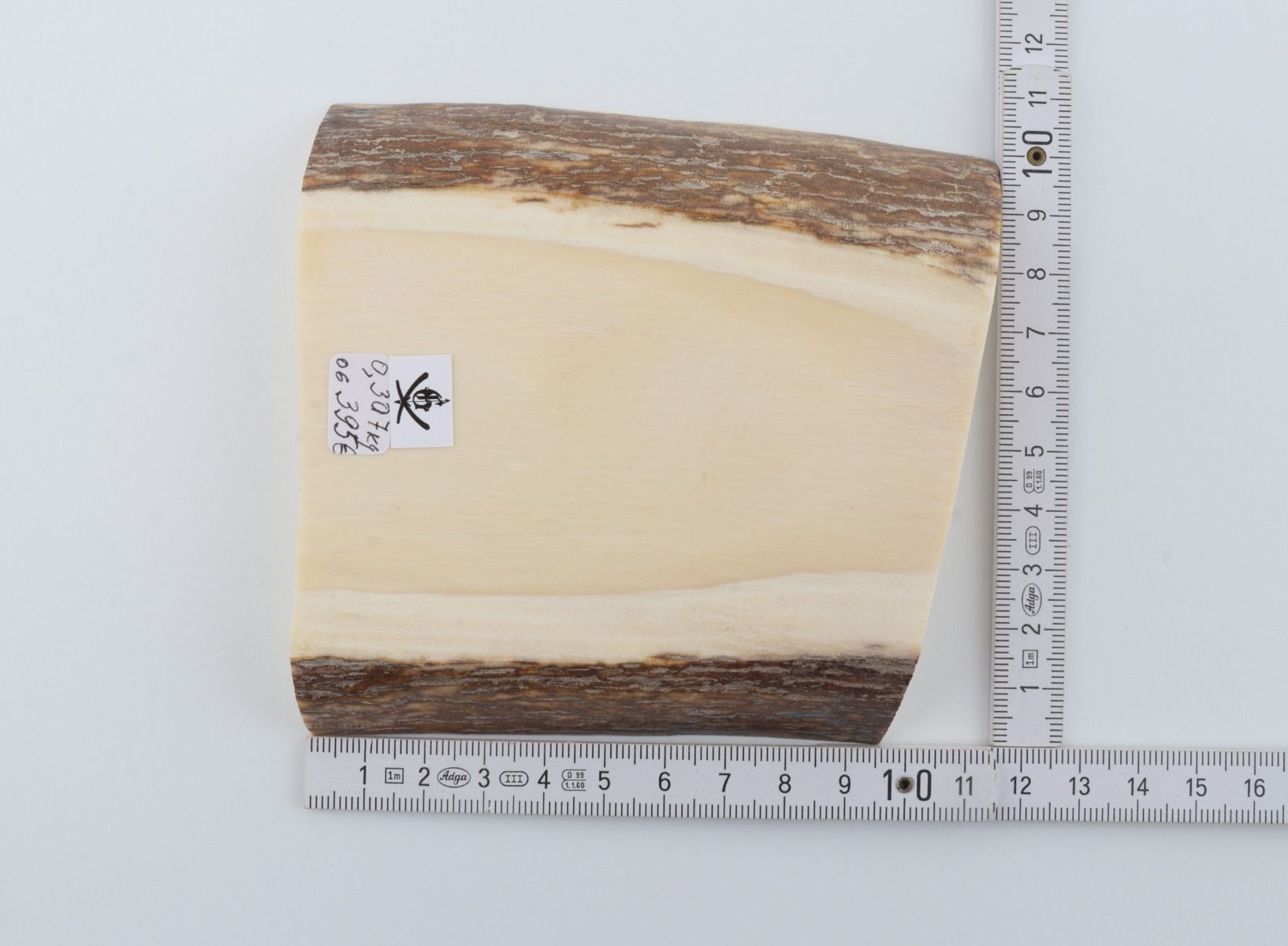 White mammoth ivory segment
