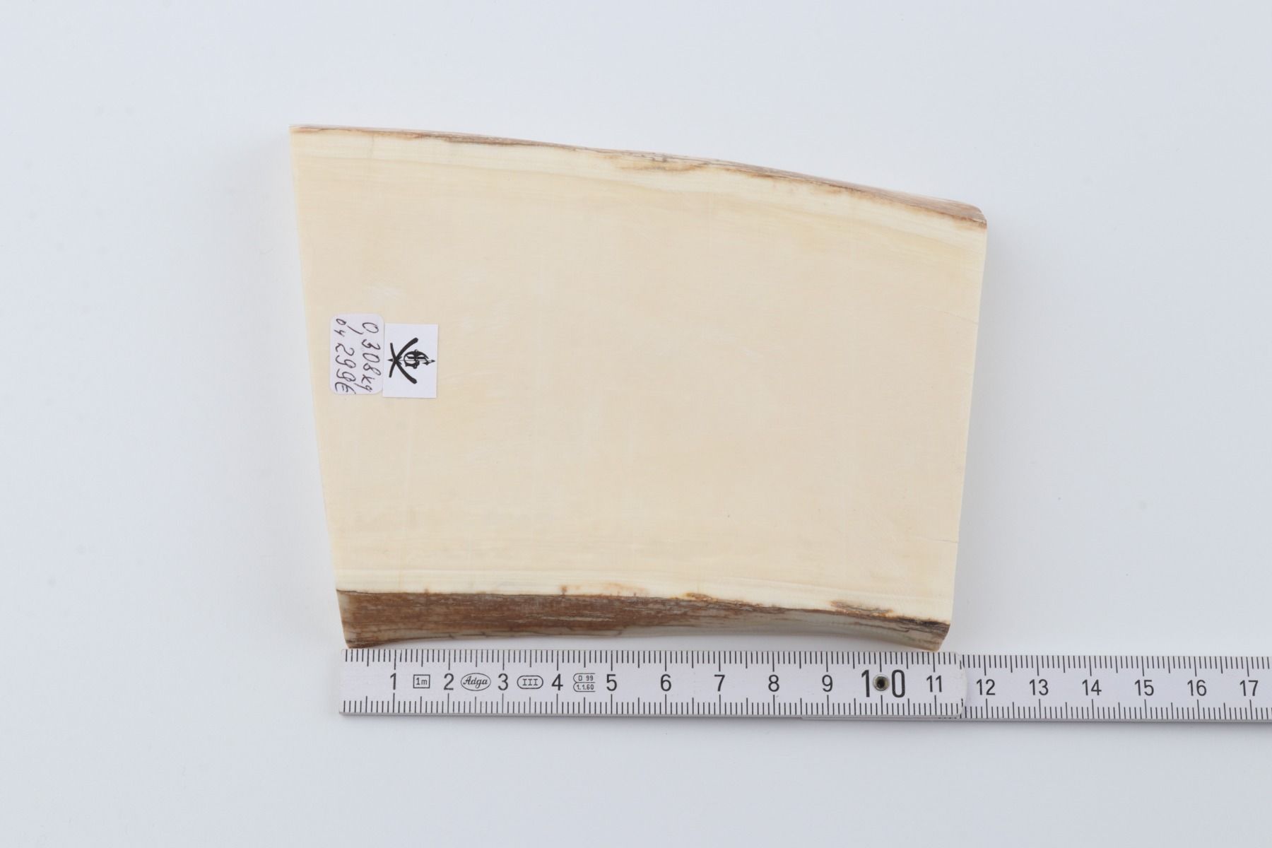 White mammoth ivory segment