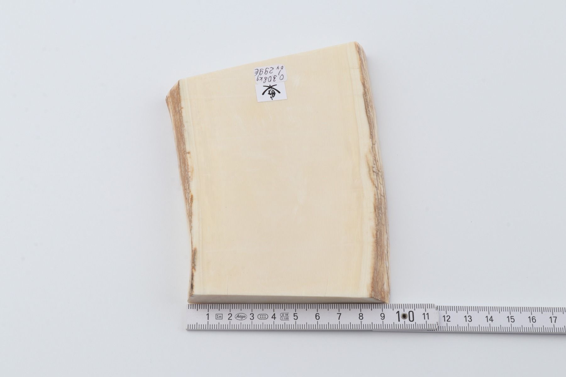 White mammoth ivory segment