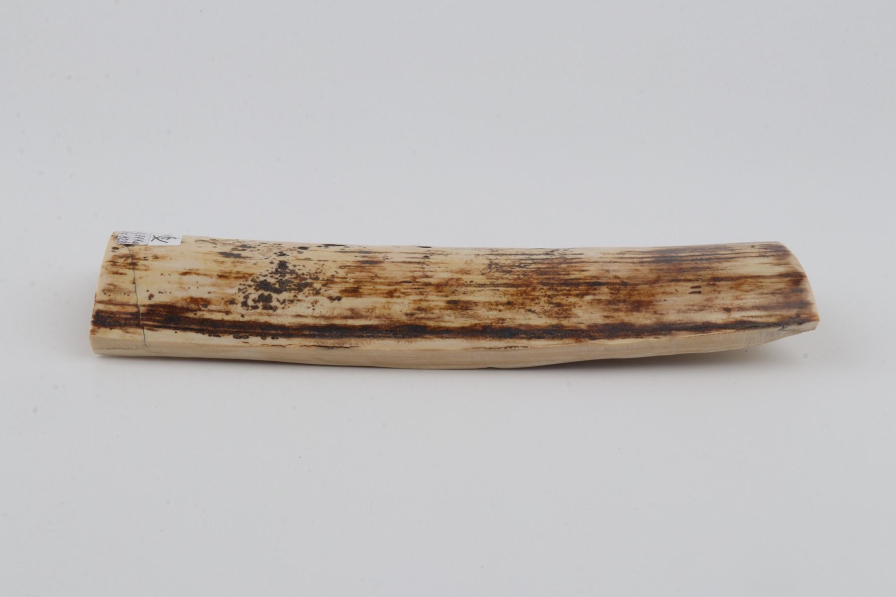 White-brown mammoth bark