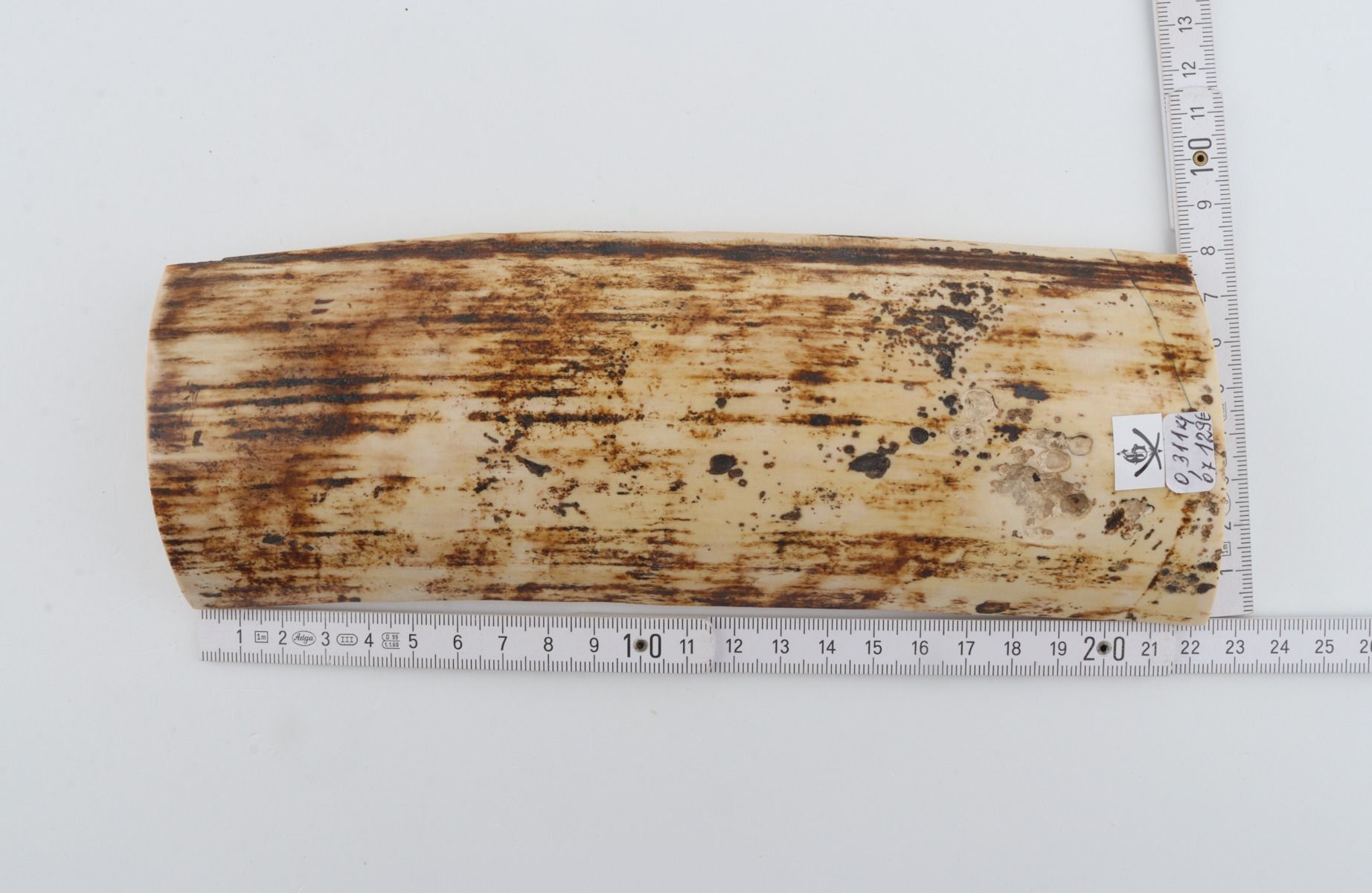 White-brown mammoth bark