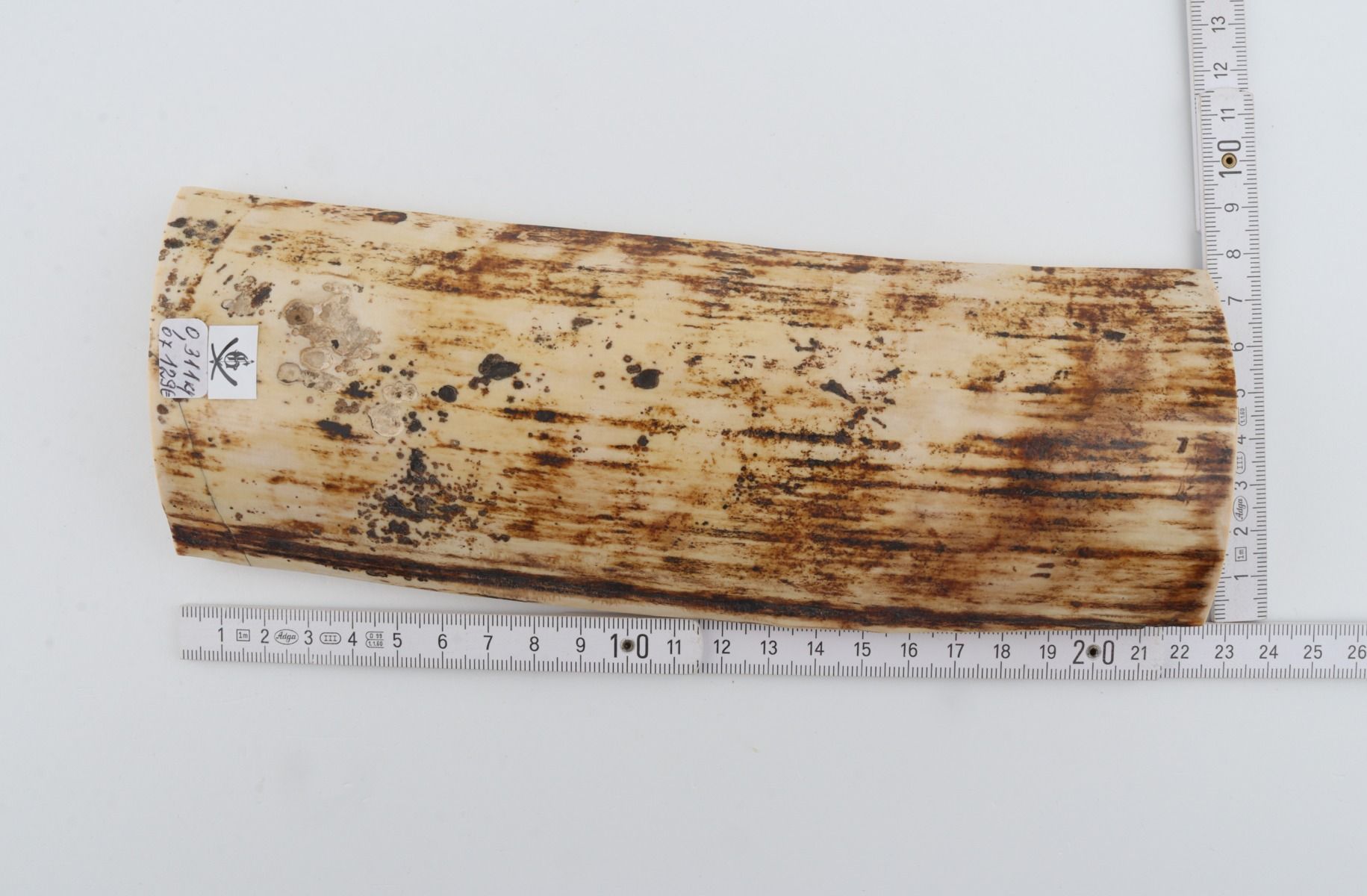 White-brown mammoth bark