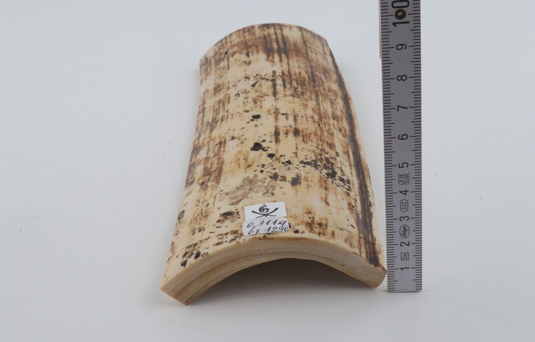 White-brown mammoth bark