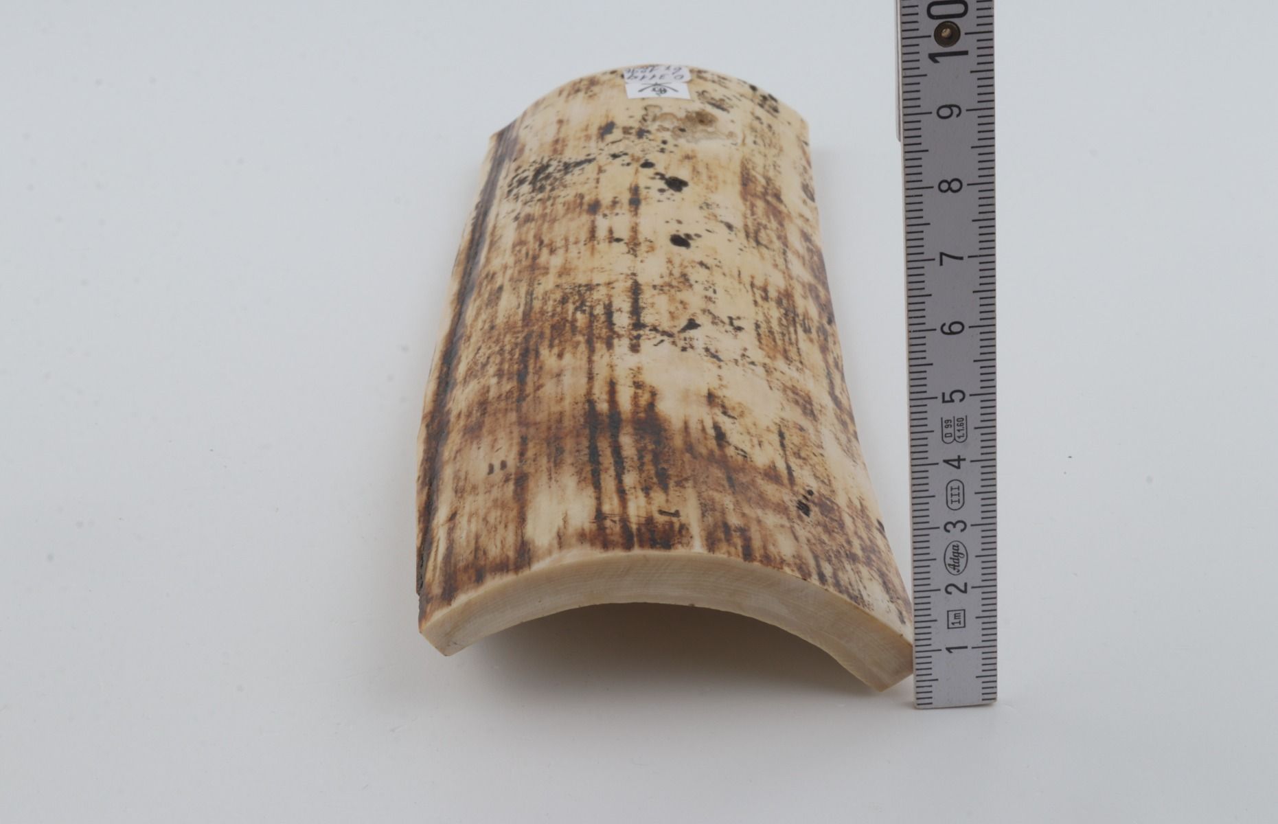 White-brown mammoth bark