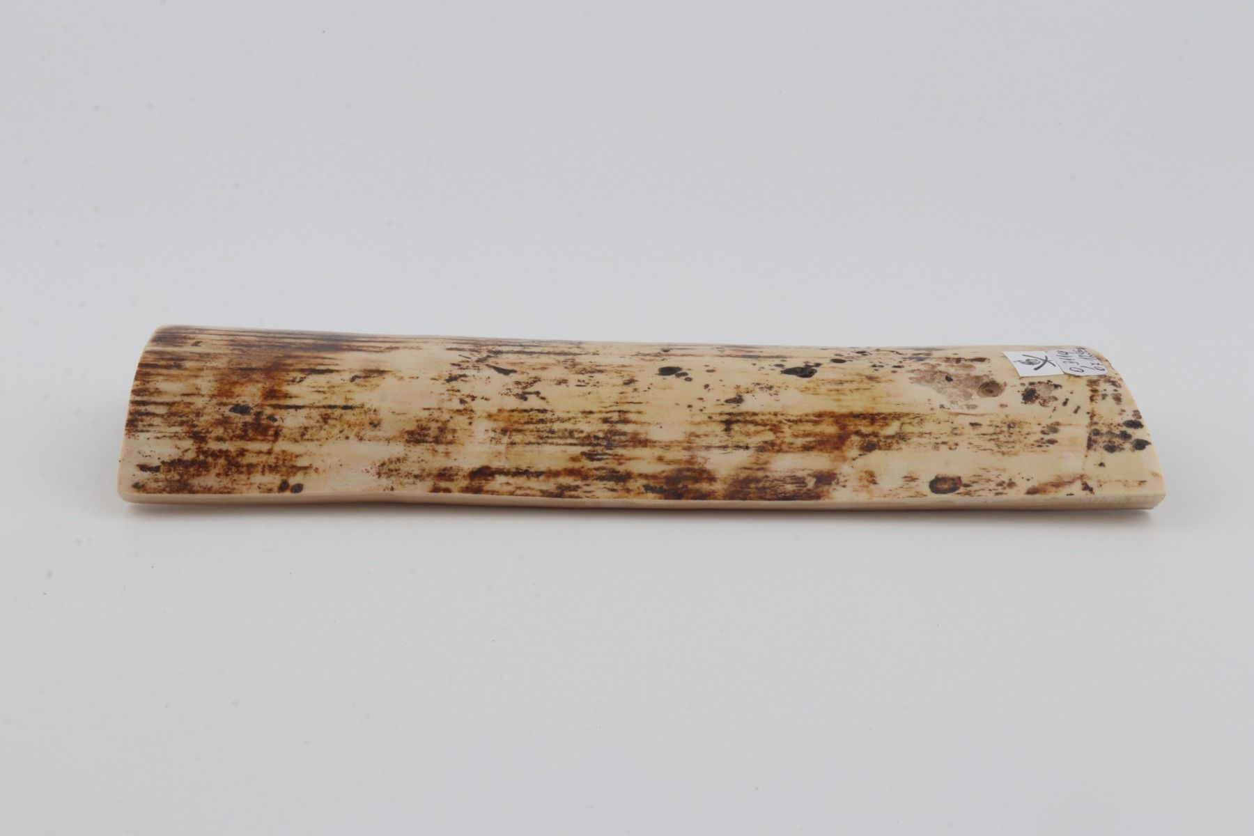 White-brown mammoth bark