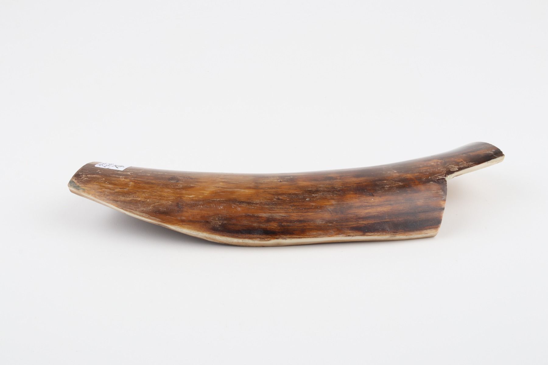 Brown mammoth bark