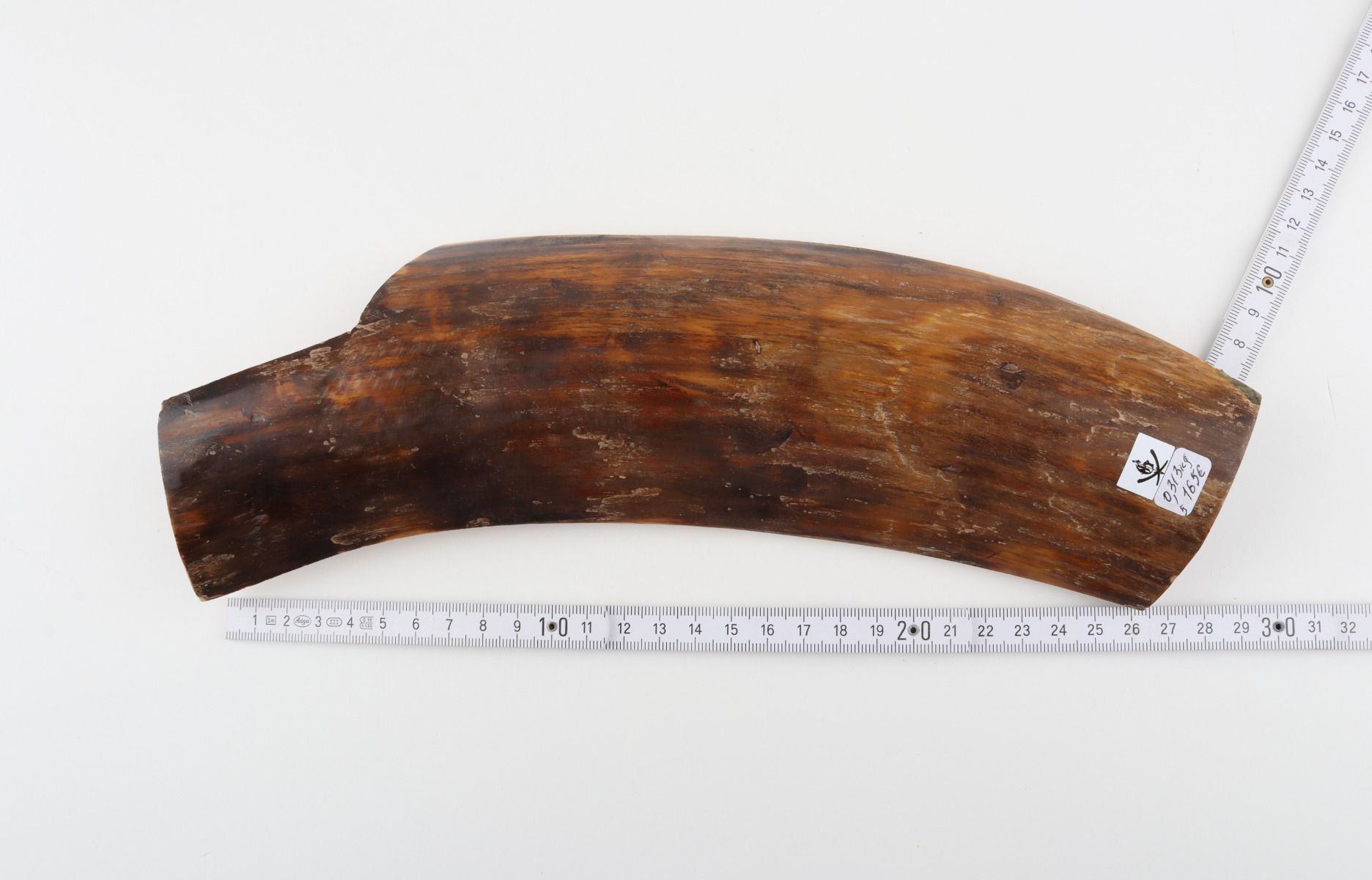 Brown mammoth bark