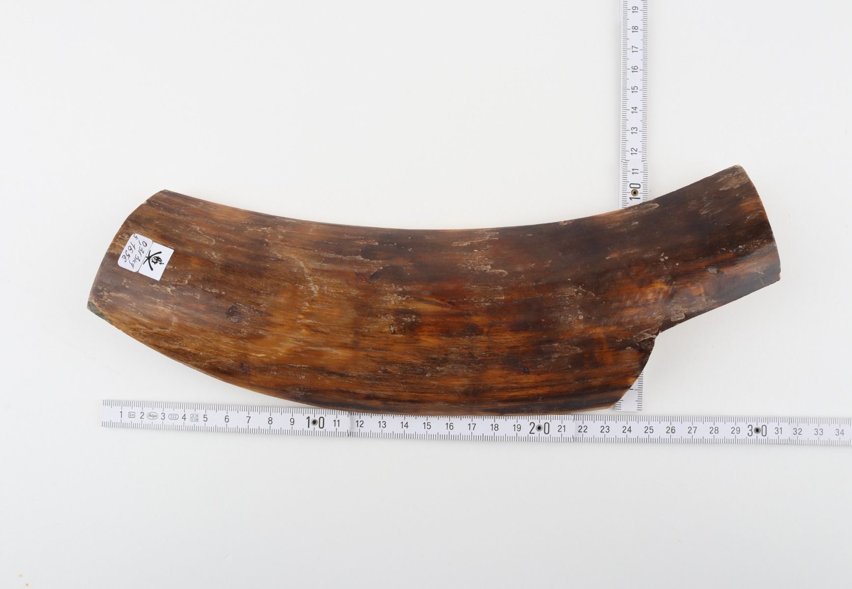 Brown mammoth bark