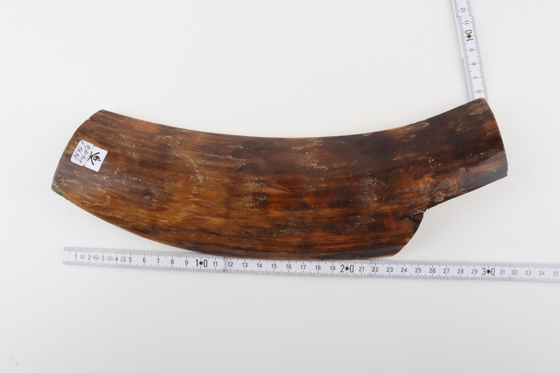 Brown mammoth bark