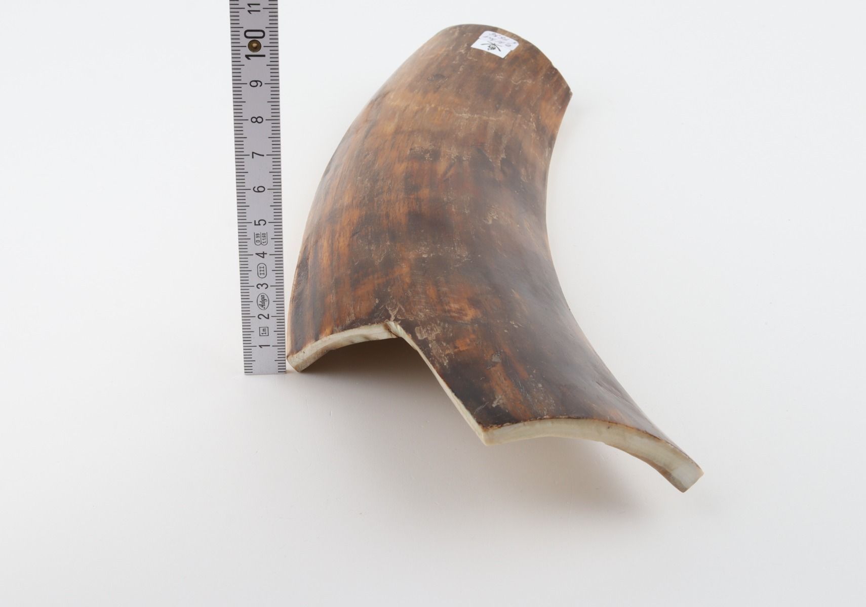 Brown mammoth bark