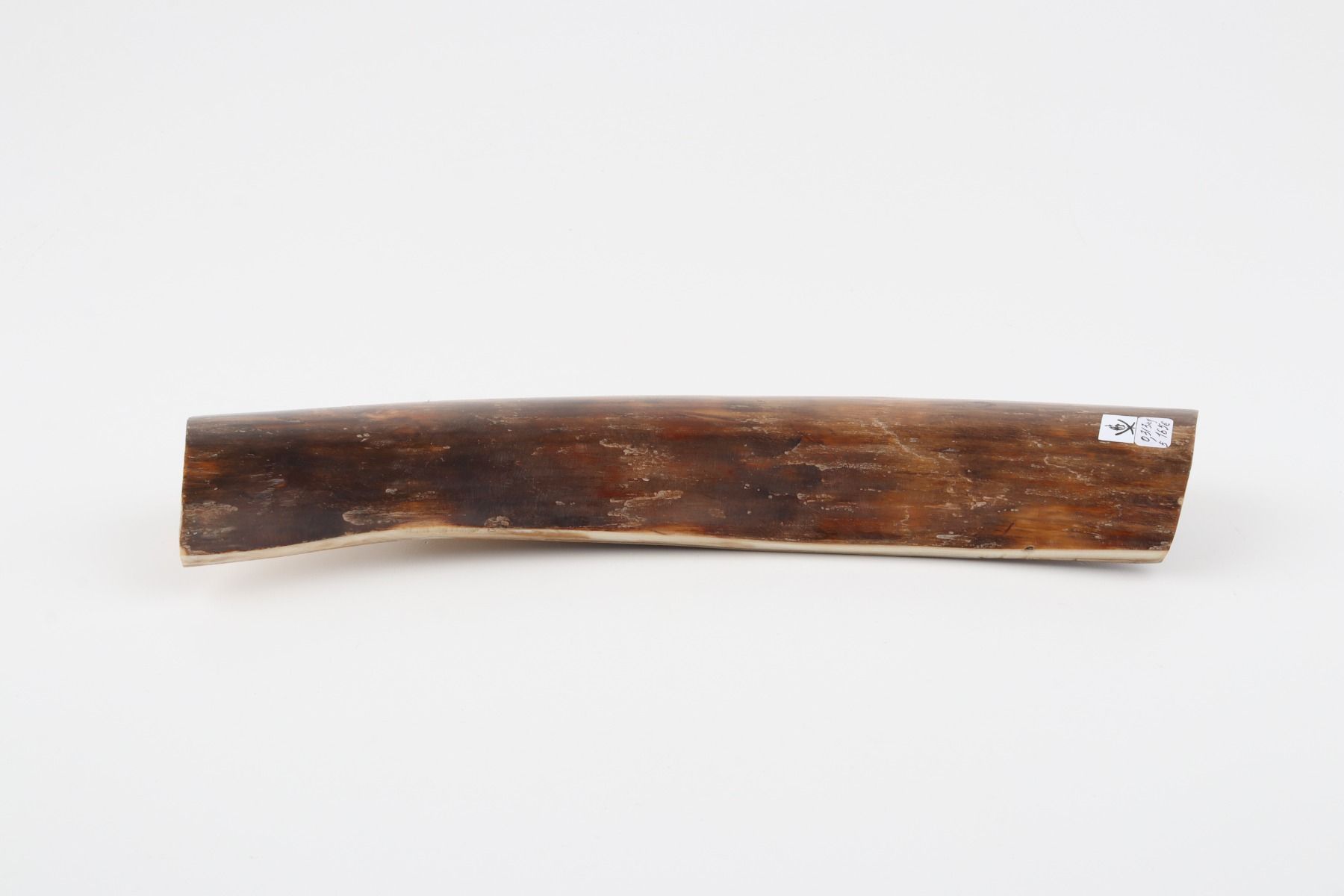 Brown mammoth bark