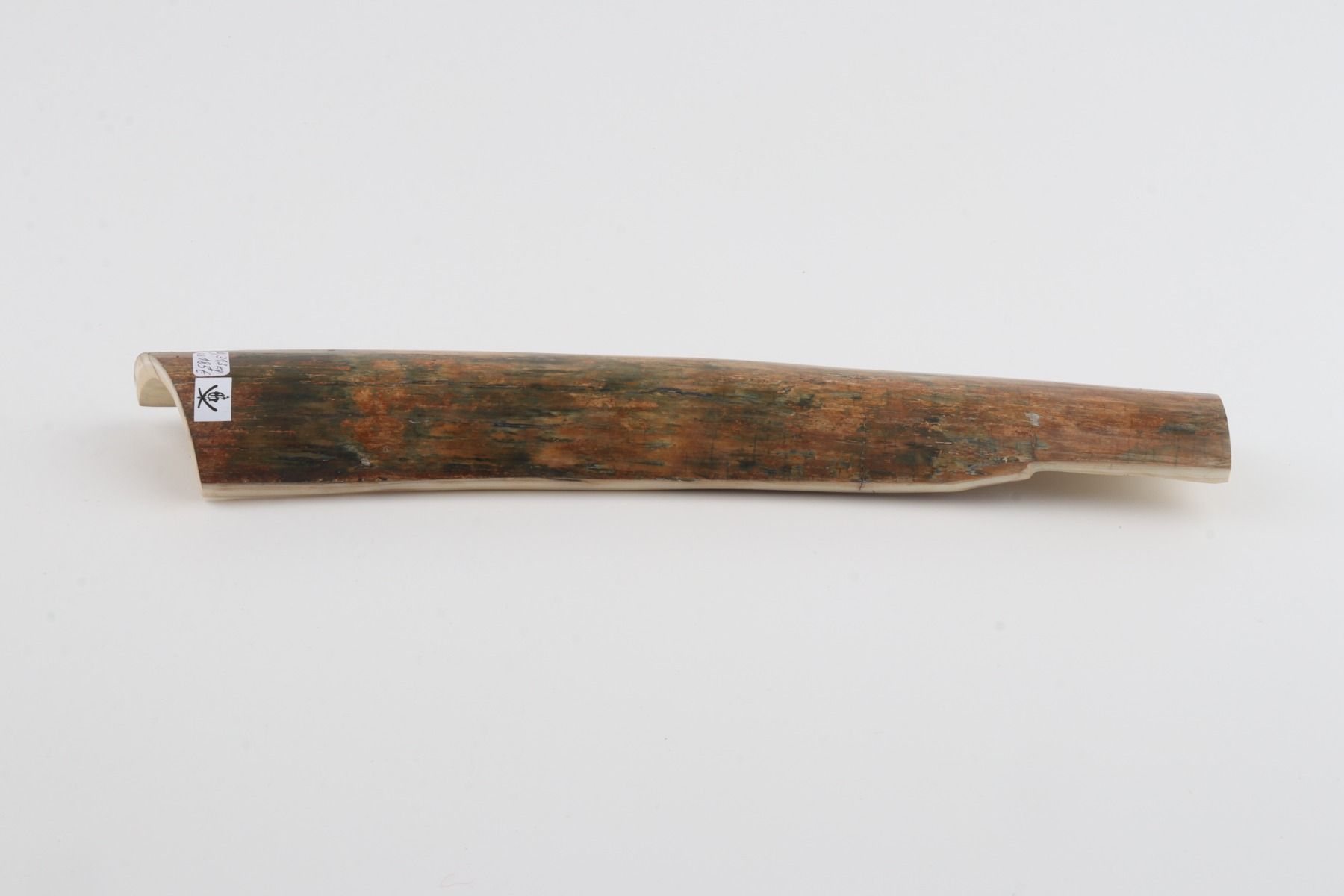 Beige-green mammoth bark