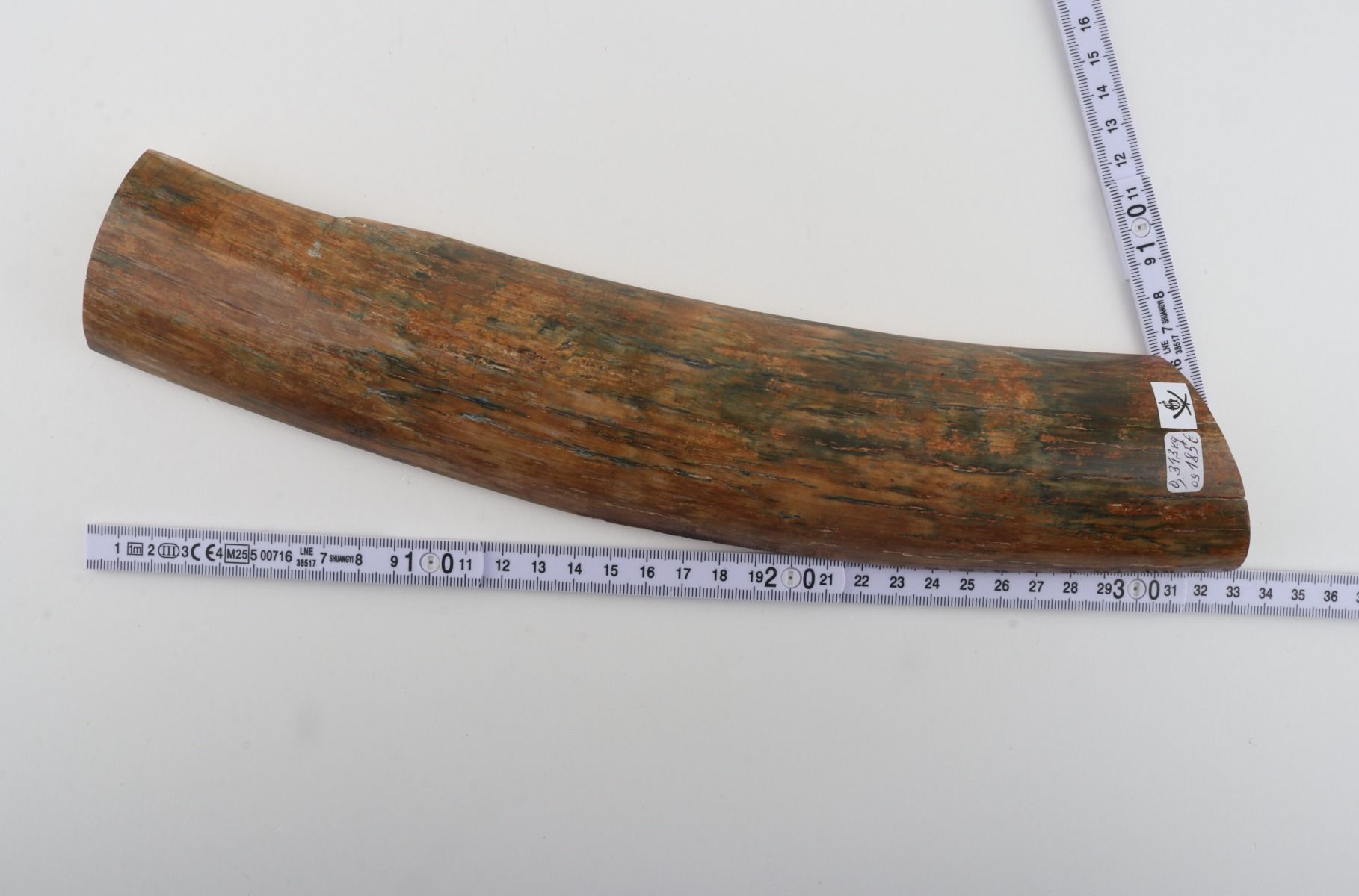 Beige-green mammoth bark