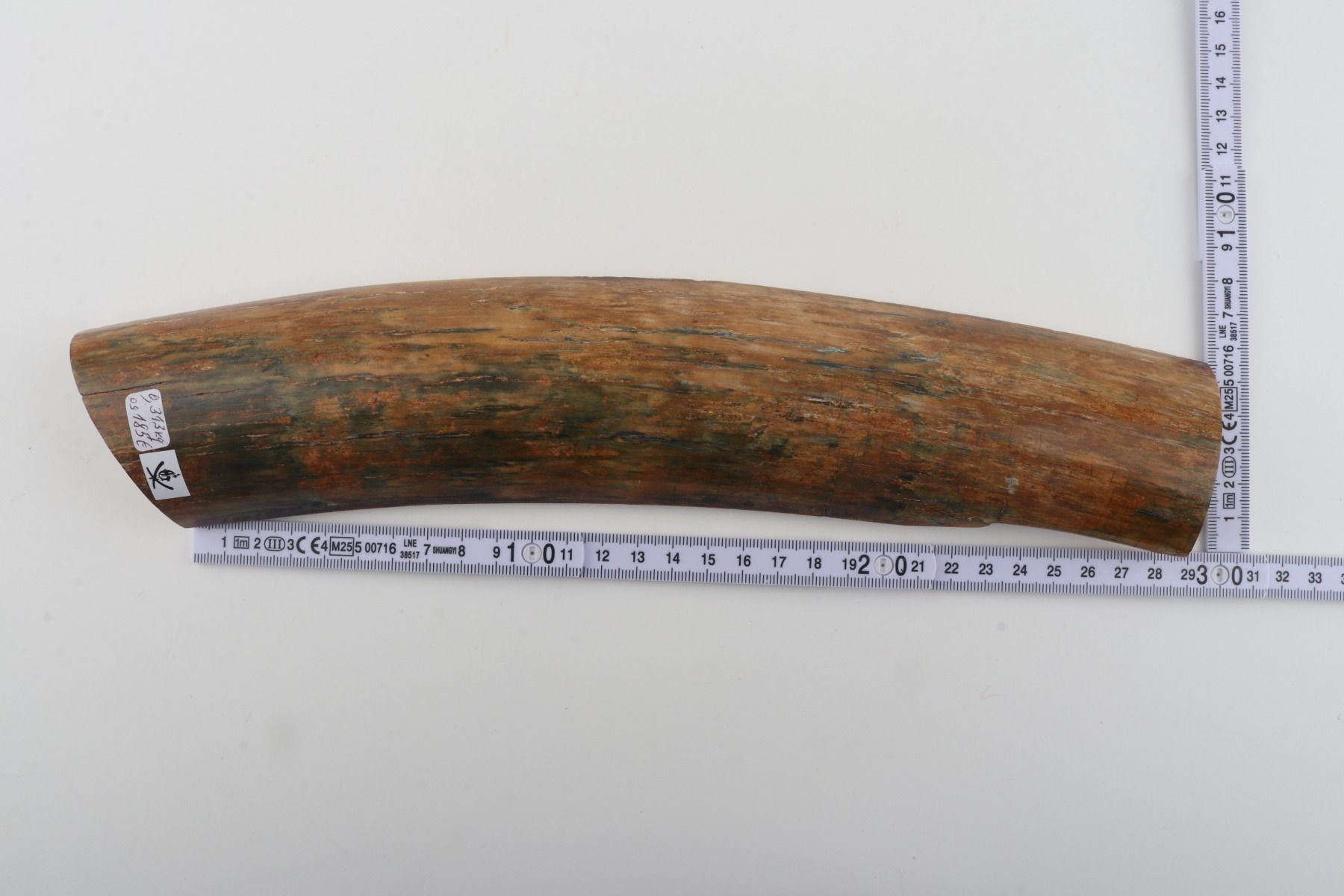Beige-green mammoth bark