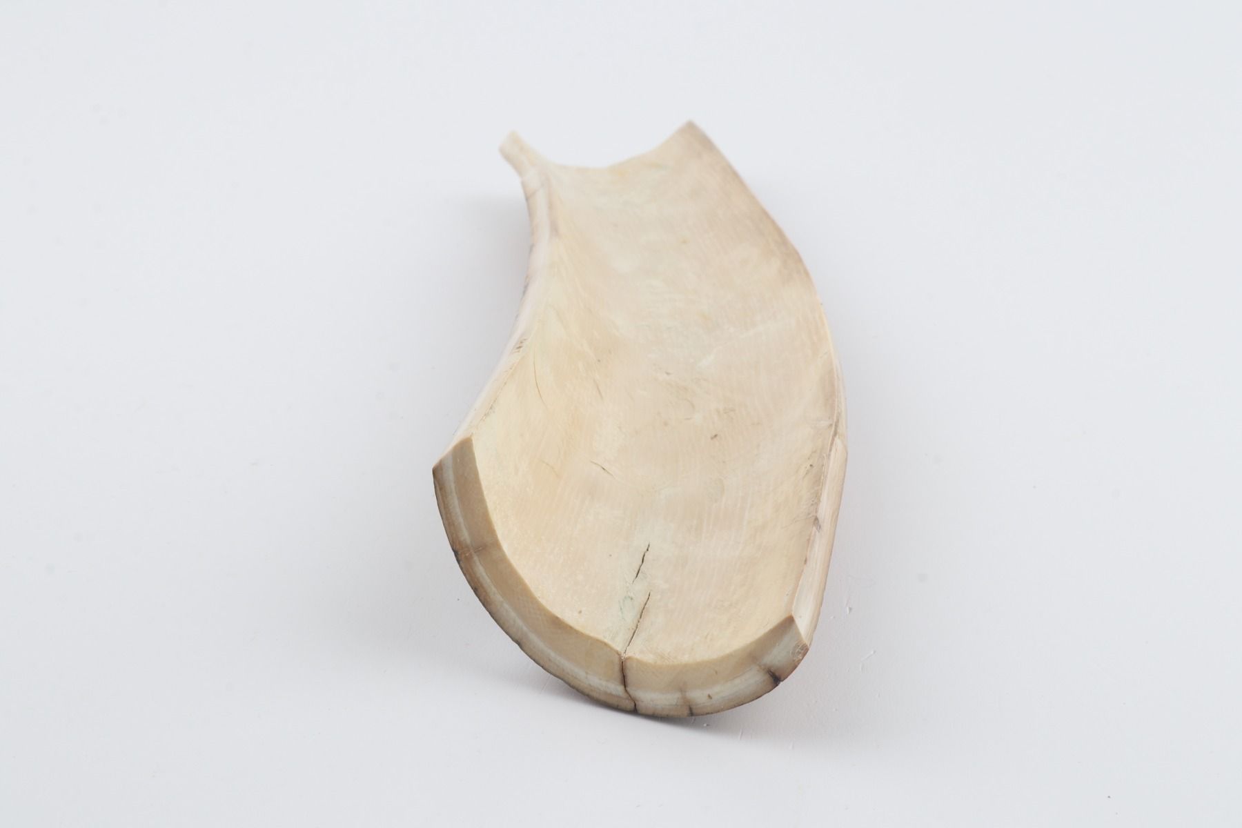Beige-green mammoth bark