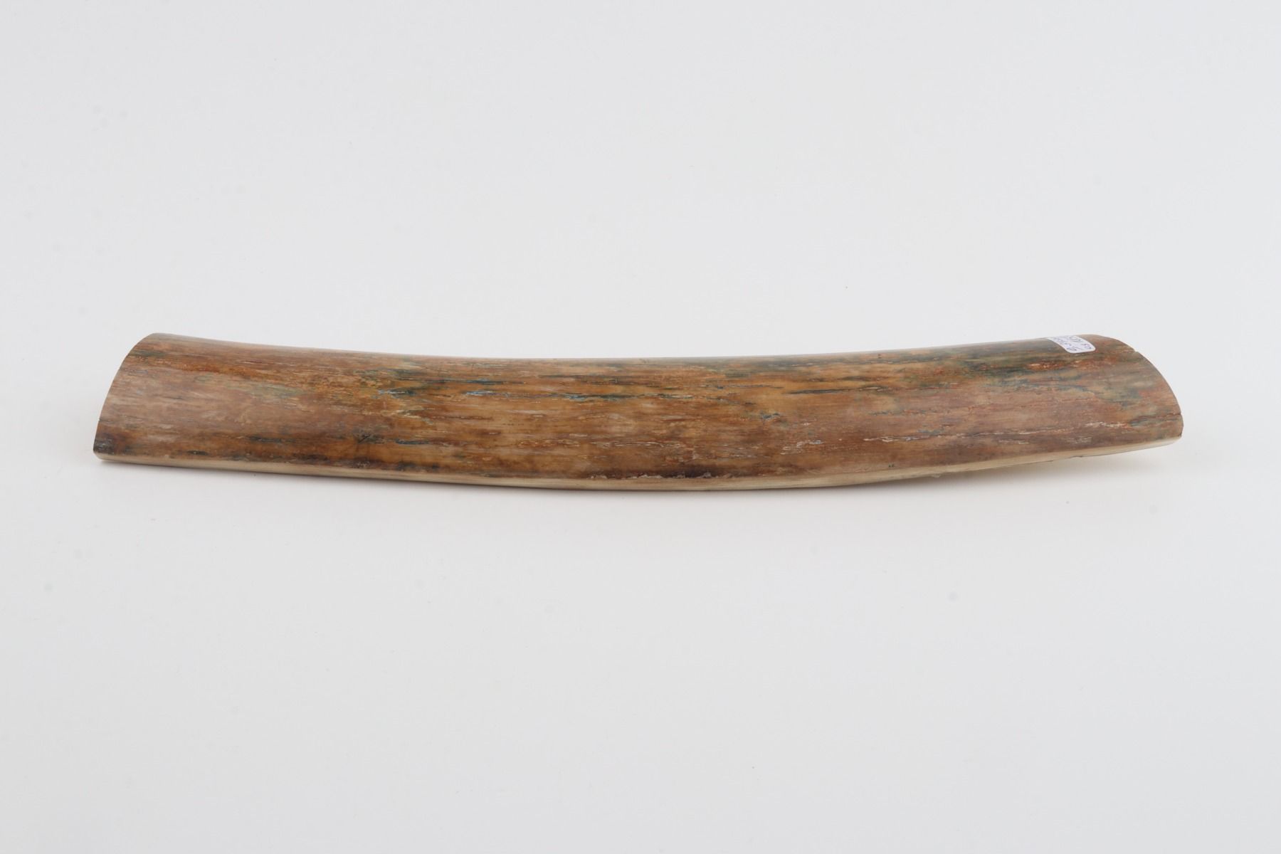 Beige-green mammoth bark