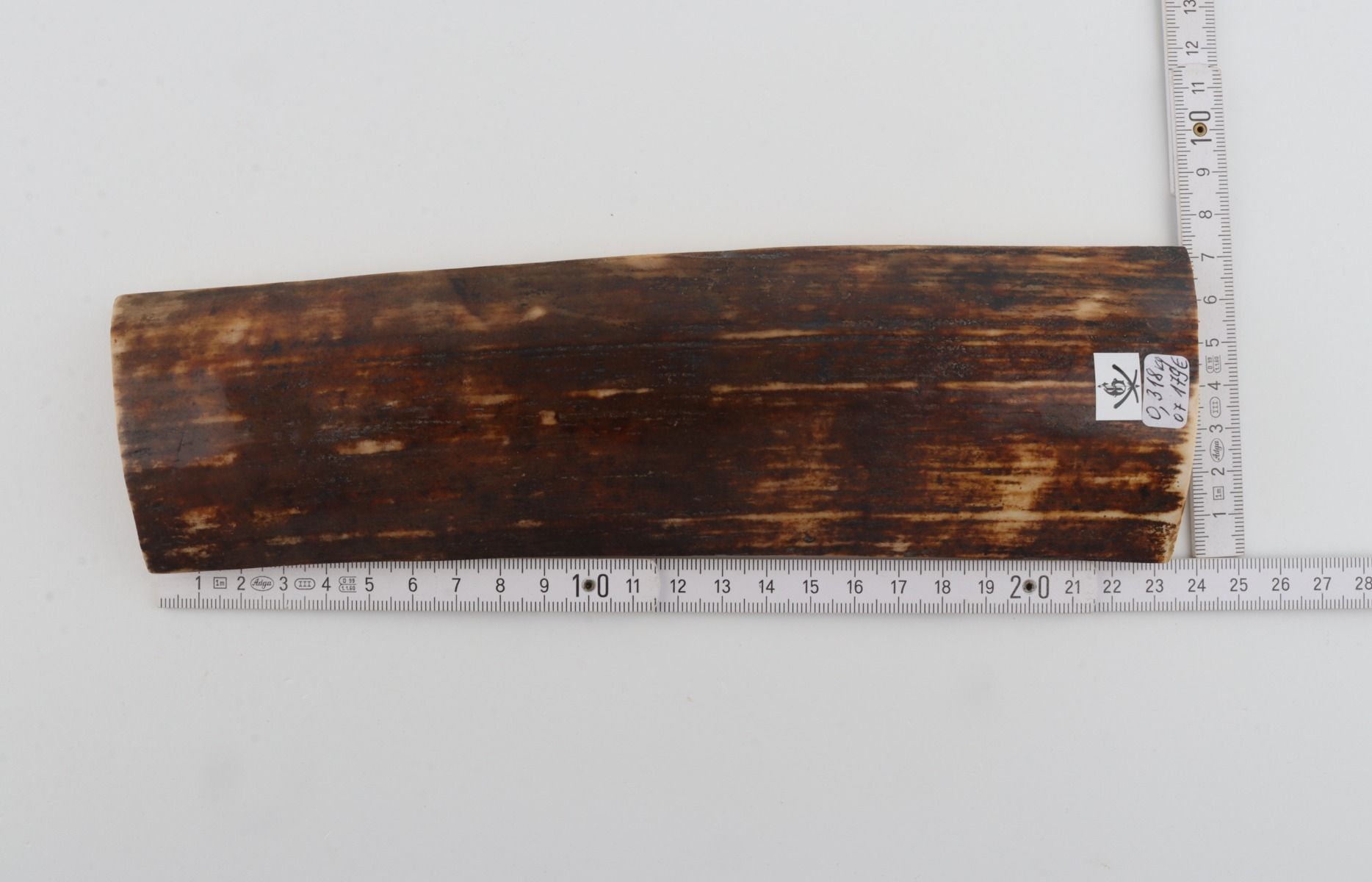 Brown mammoth bark