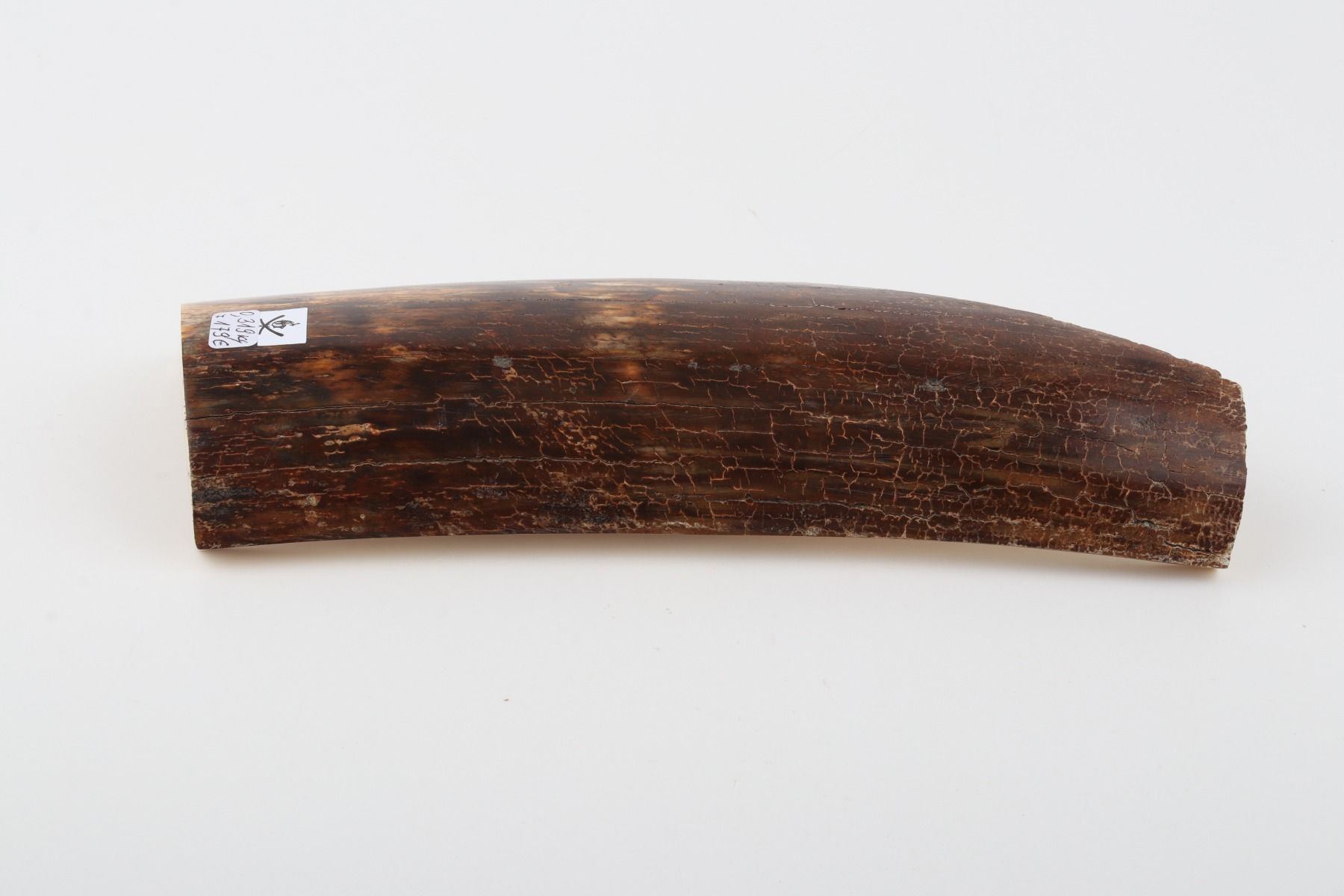 Brown mammoth bark