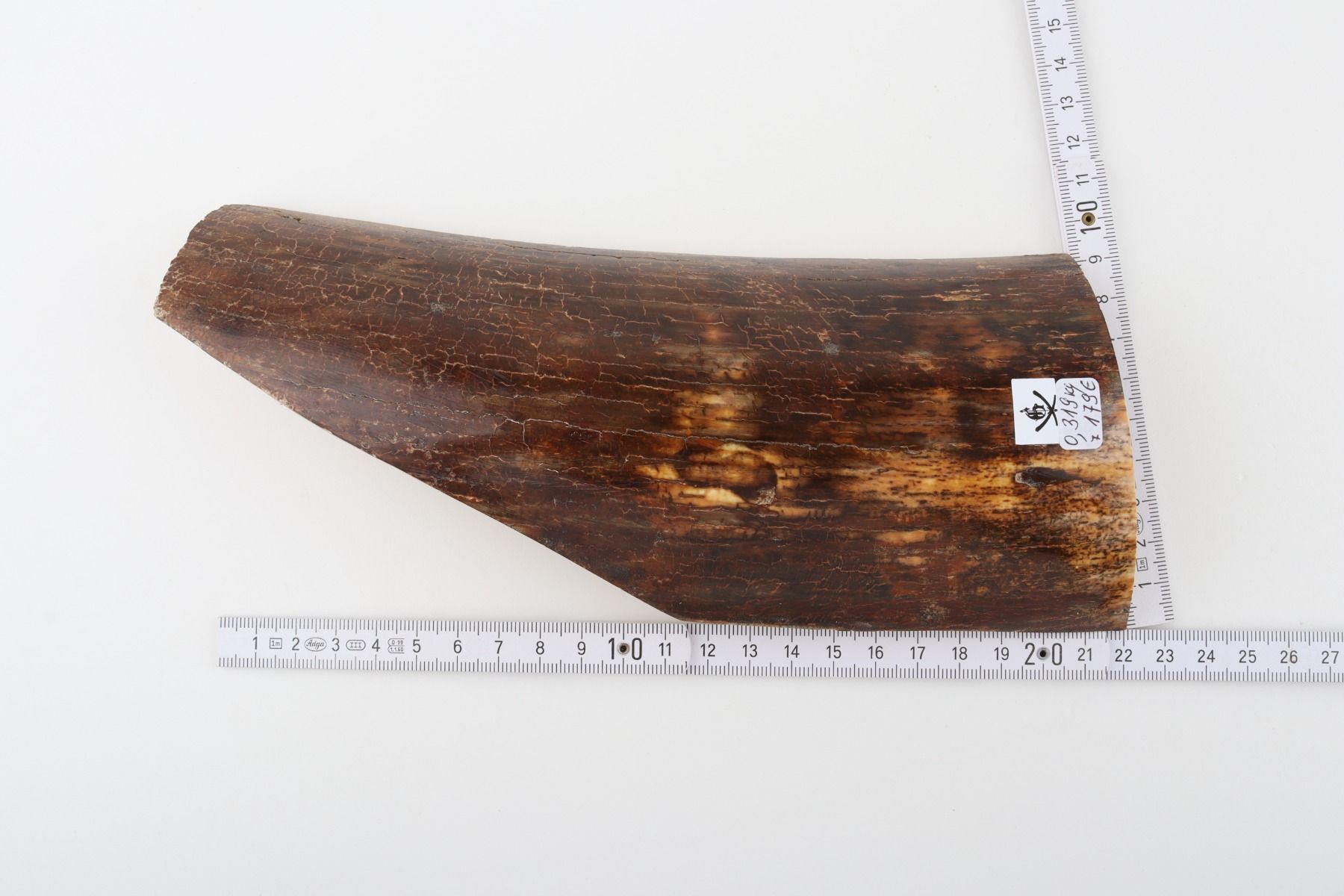 Brown mammoth bark