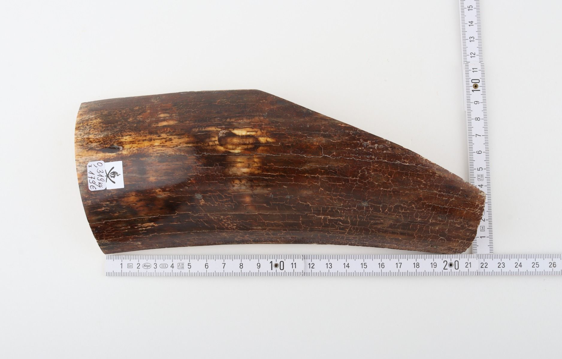Brown mammoth bark