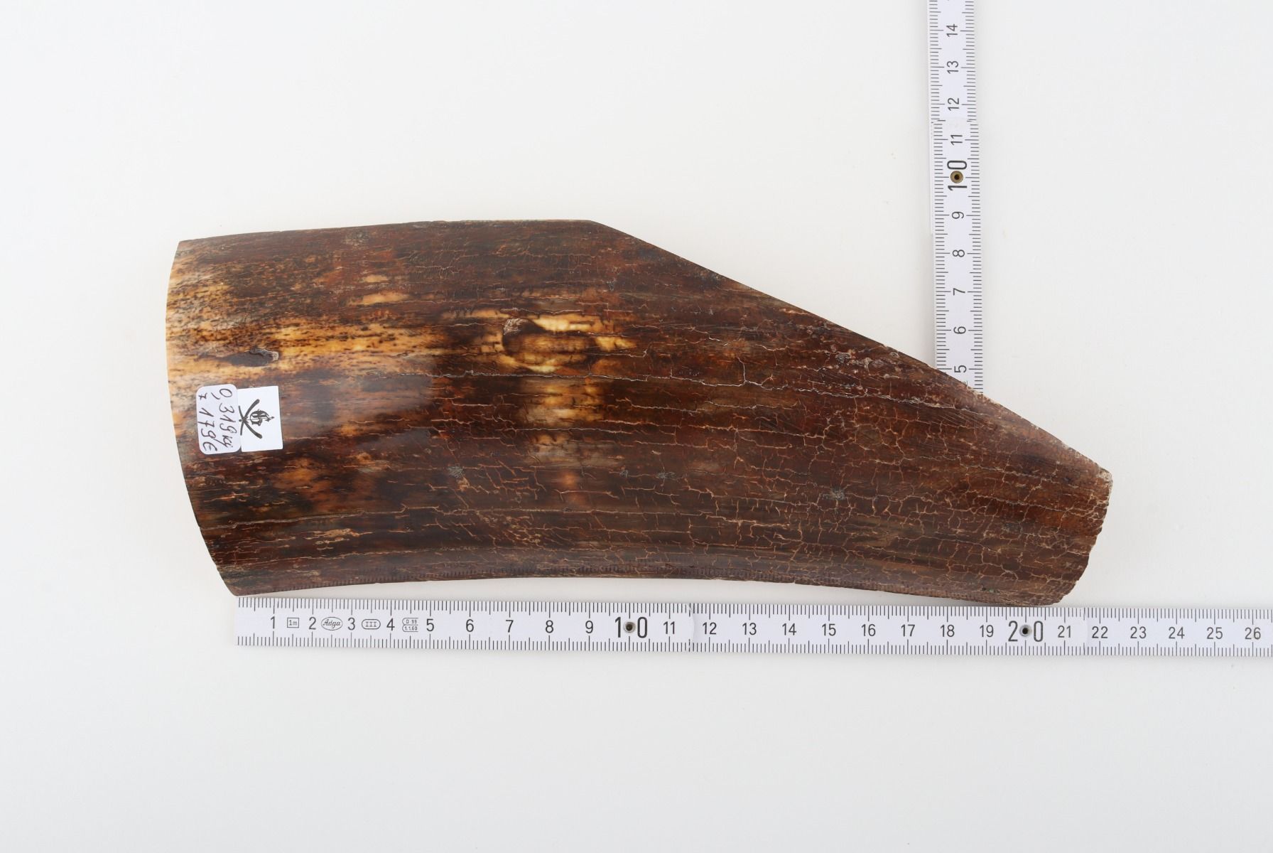 Brown mammoth bark