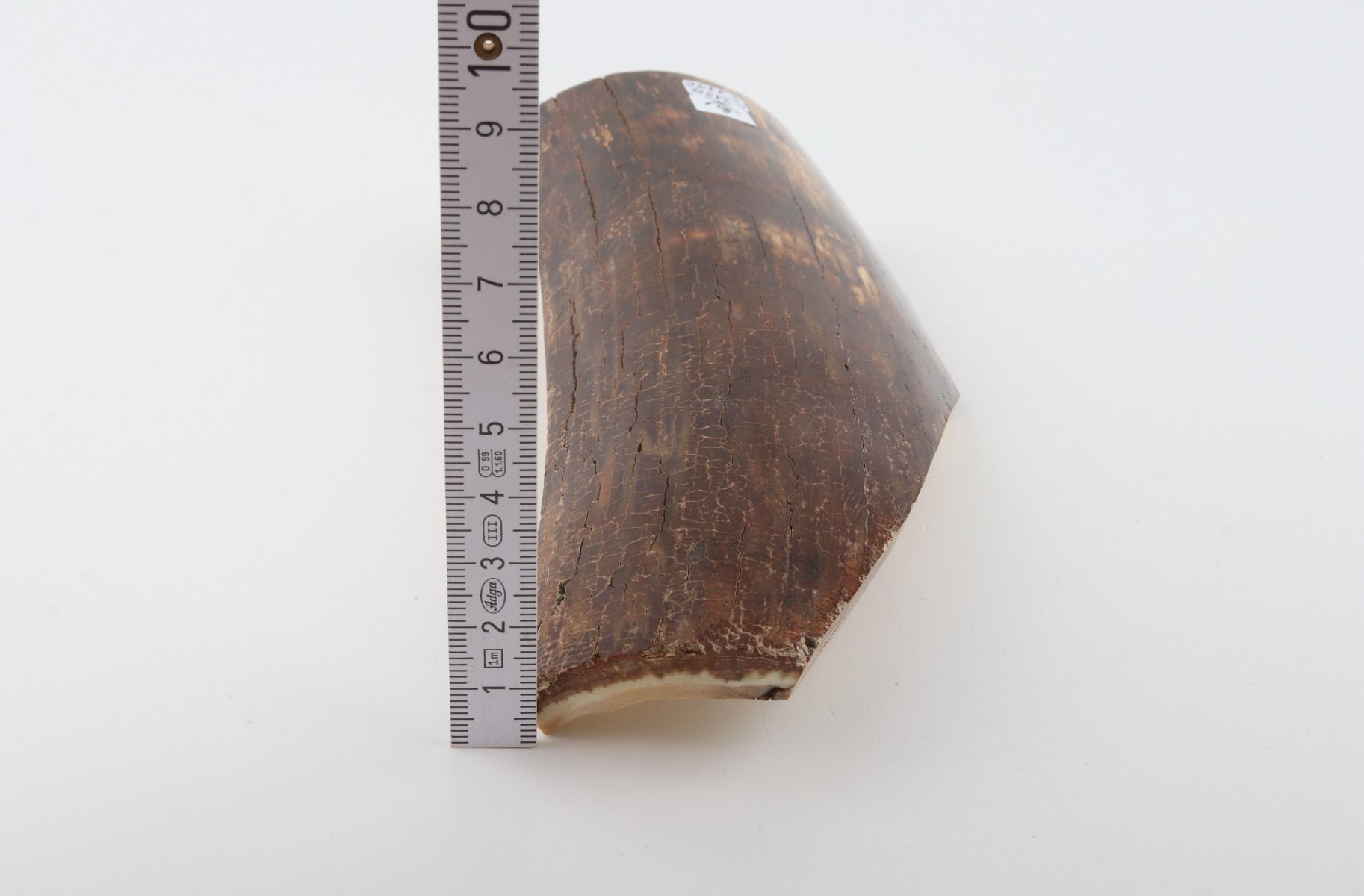 Brown mammoth bark