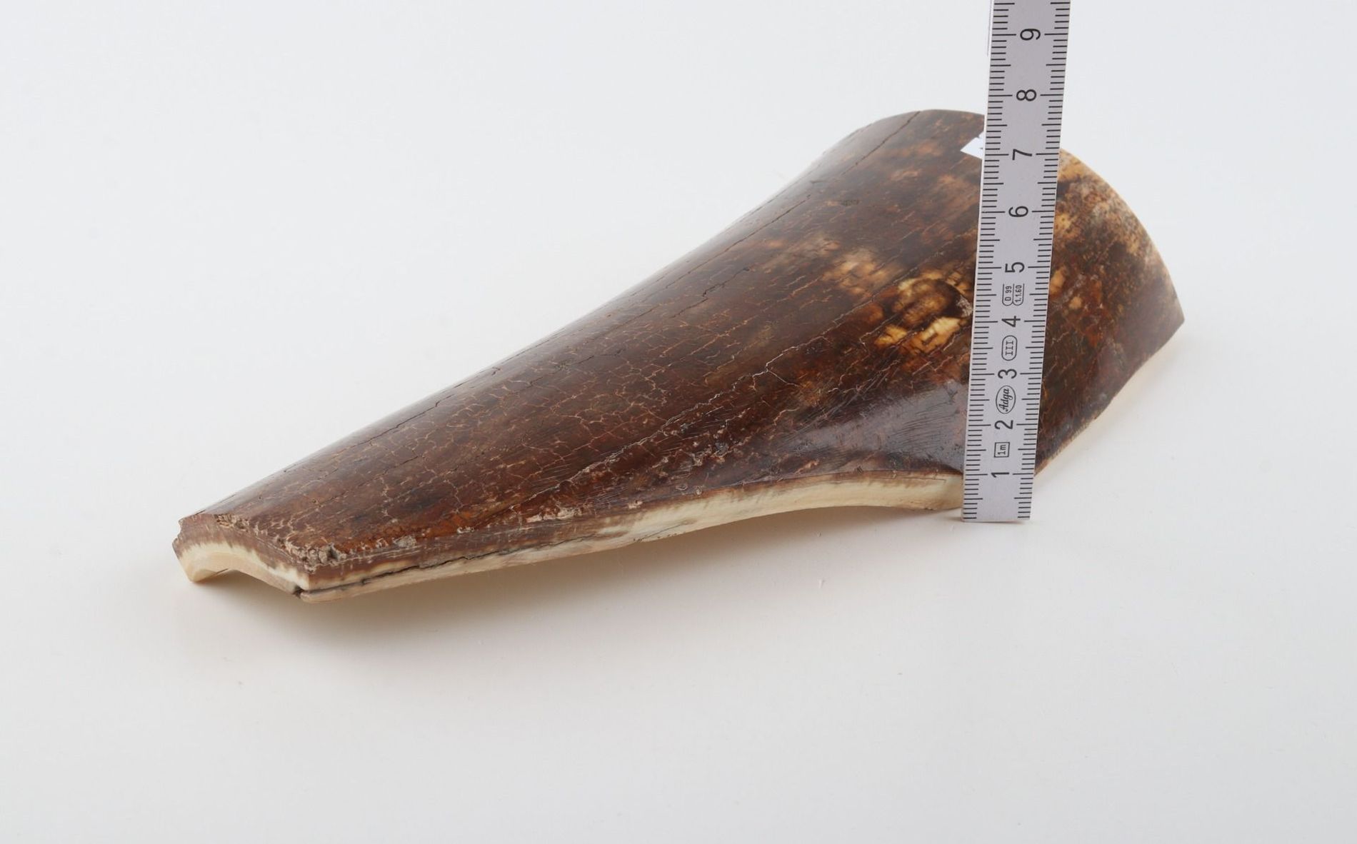 Brown mammoth bark