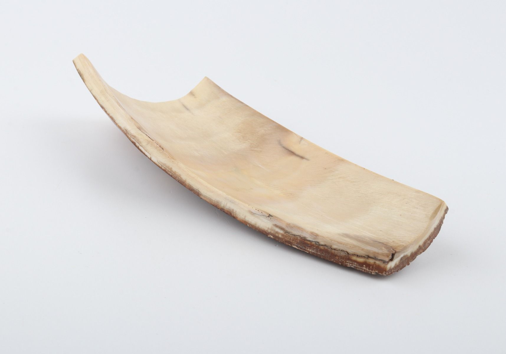 Brown mammoth bark