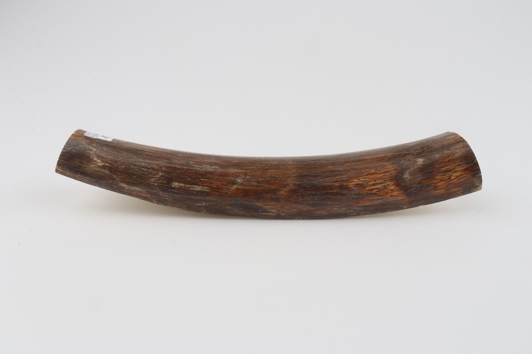 Brown mammoth bark