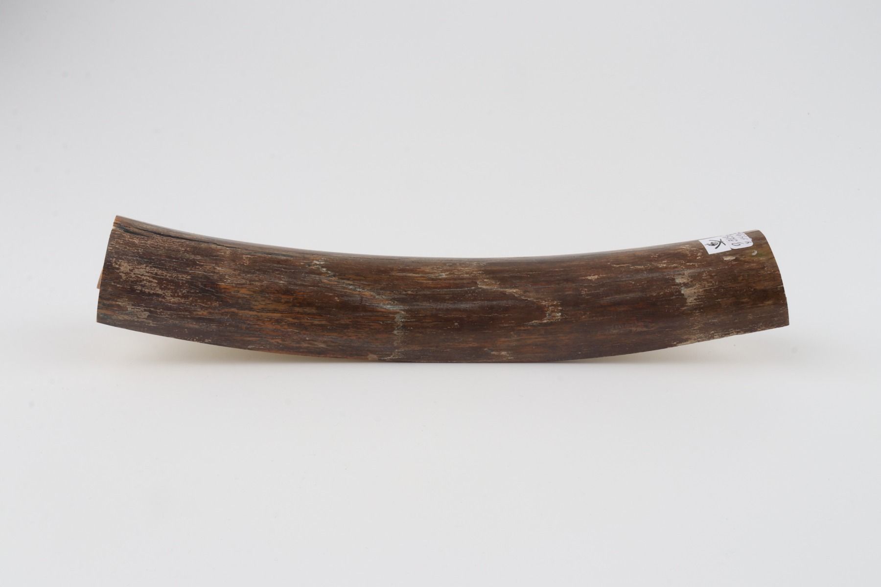 Brown mammoth bark